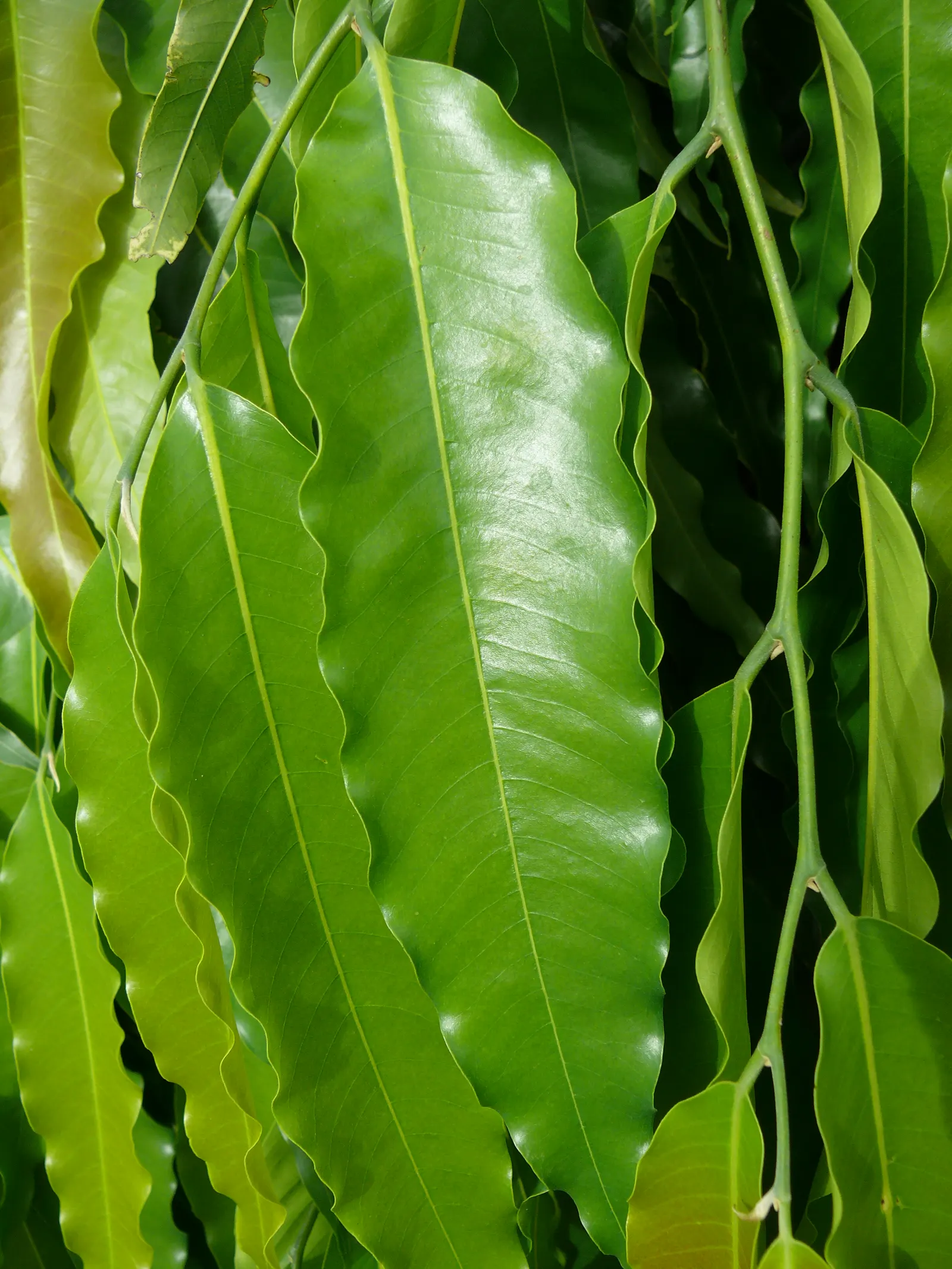 Mast Tree (Polyalthia Longifolia Pendula) — glossy leaves are lance-shaped, image 38