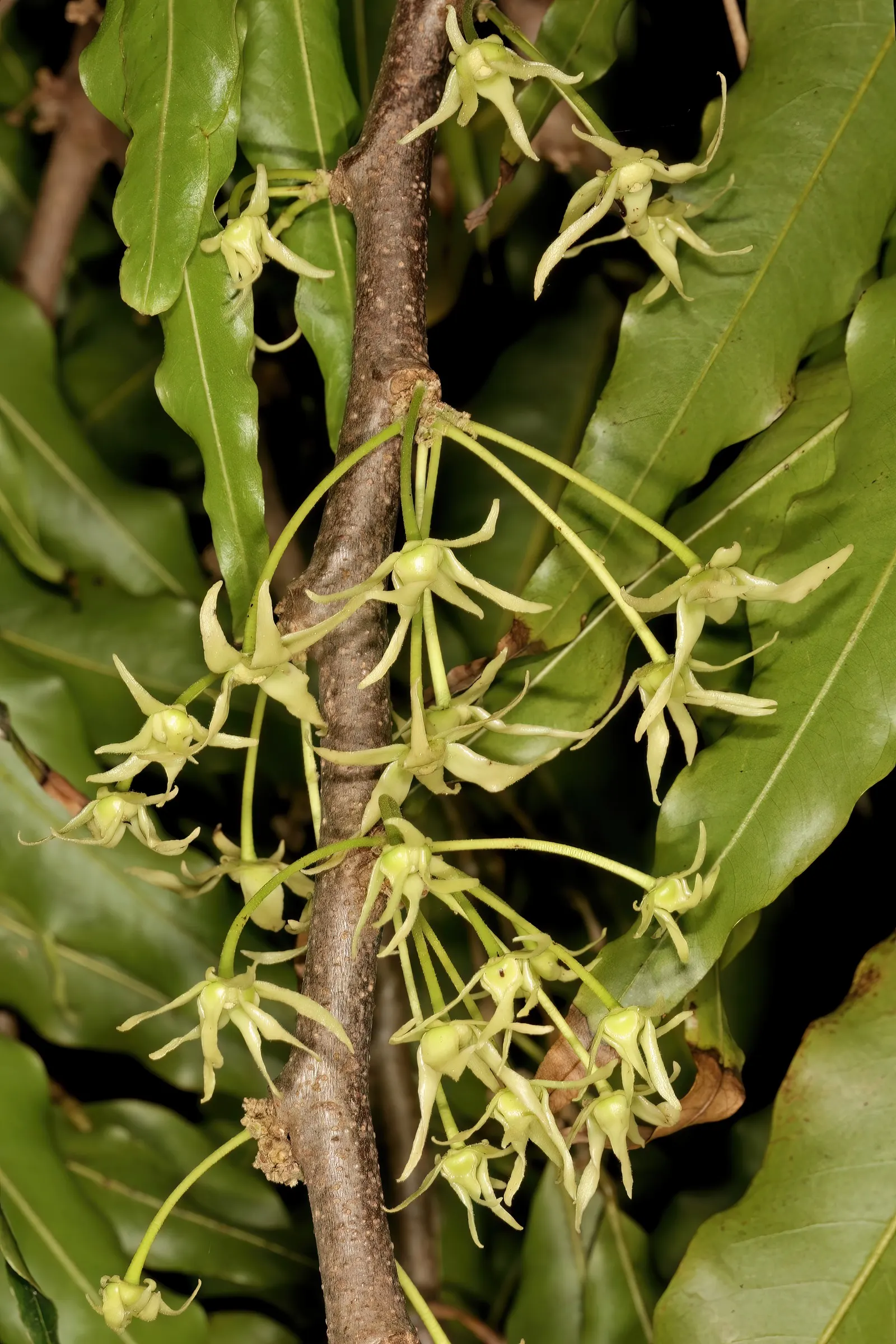 Mast Tree (Polyalthia Longifolia Pendula) — Its non-invasive roots and minimal maintenance needs make it an impeccable choice for urban settings
