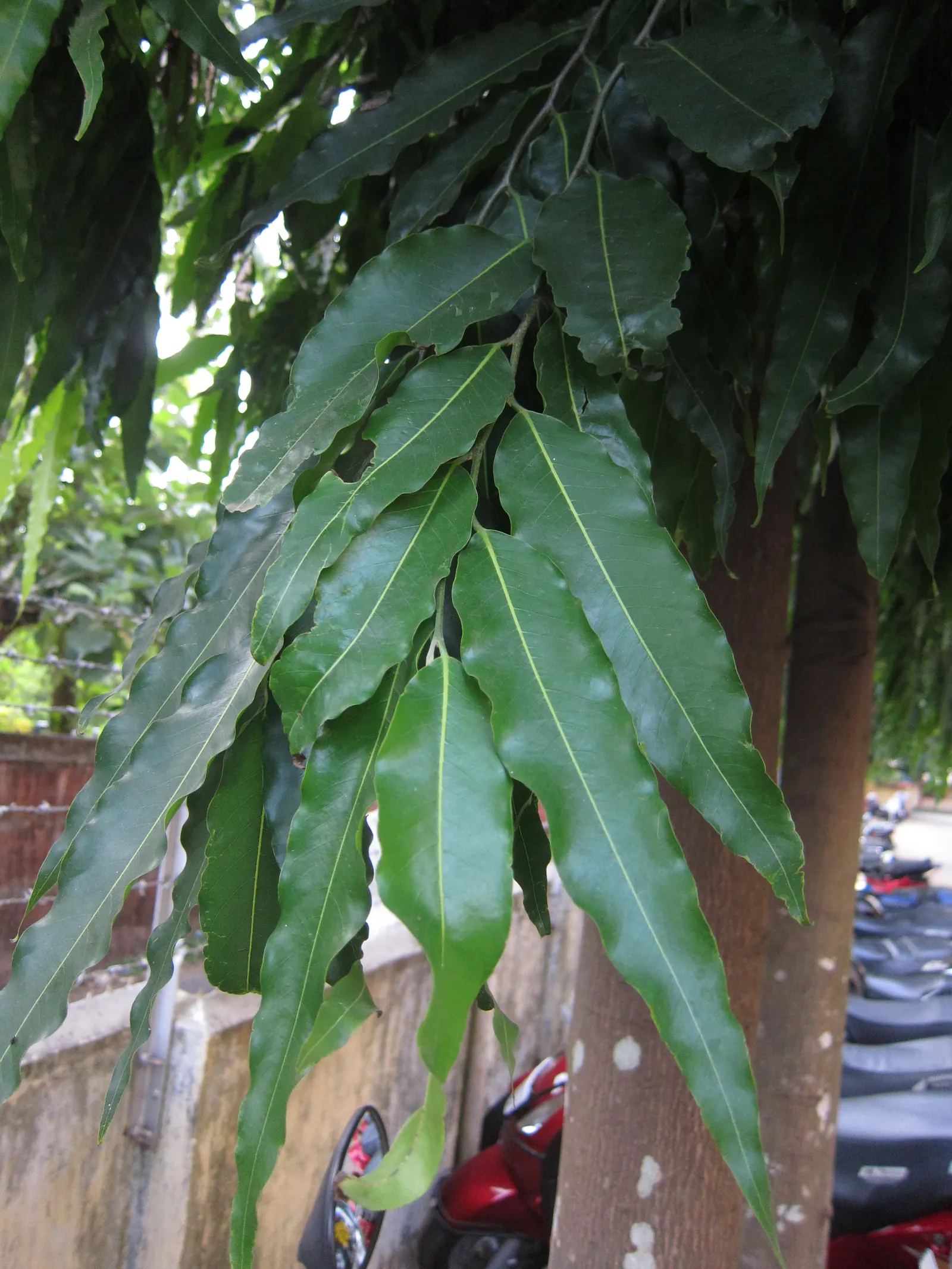 Mast Tree (Polyalthia Longifolia Pendula) — It grows to about 30-40 feet tall with a slim, columnar form about 4-5 feet wide; the inconspicuous, image 53