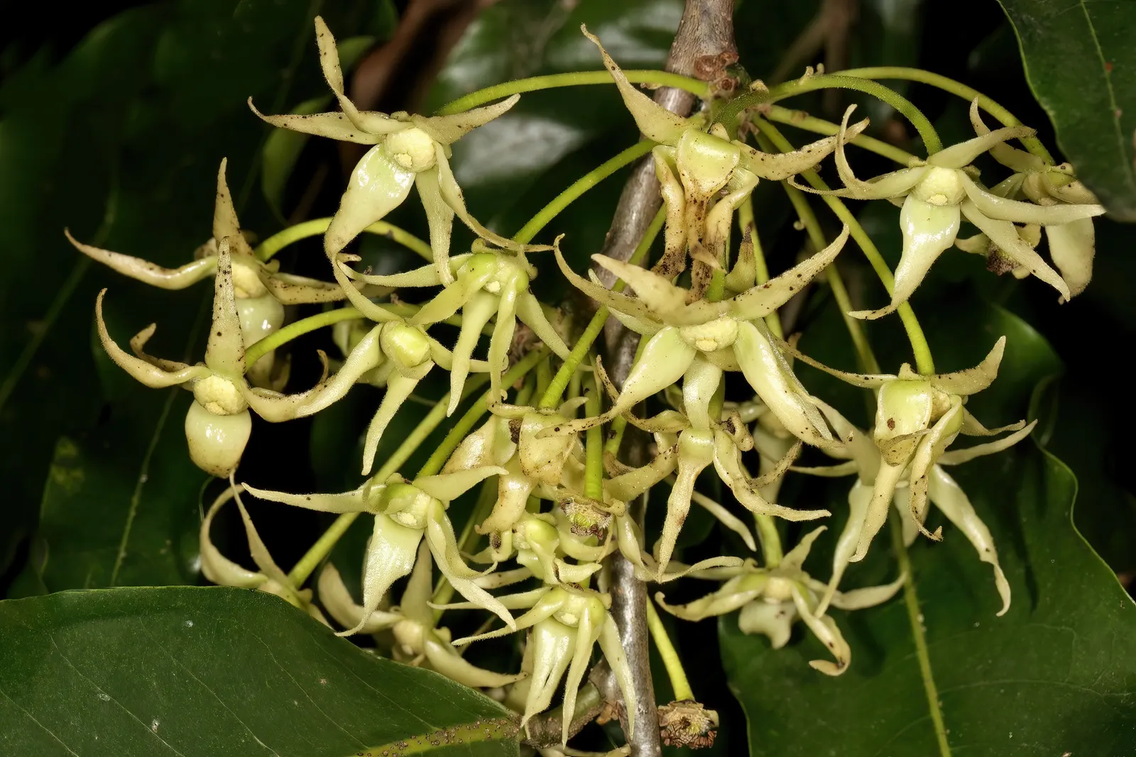 Mast Tree (Polyalthia Longifolia Pendula) — making it appropriate for arid climates or areas with water usage concerns; ensure the site offers well-drained