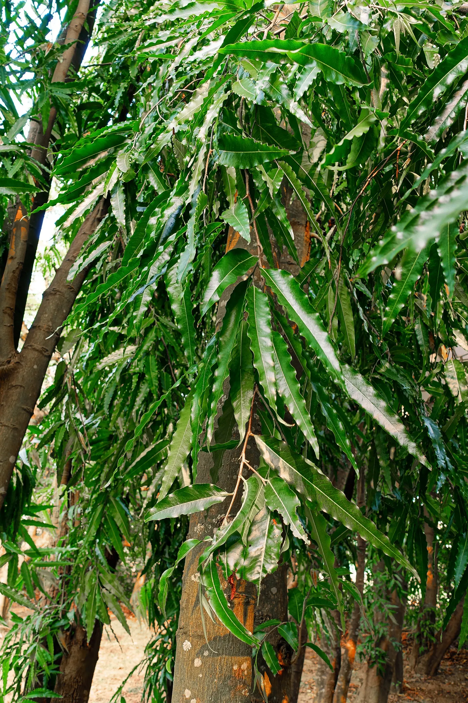 Mast Tree (Polyalthia Longifolia Pendula) — scientifically known as Polyalthia longifolia 'Pendula'