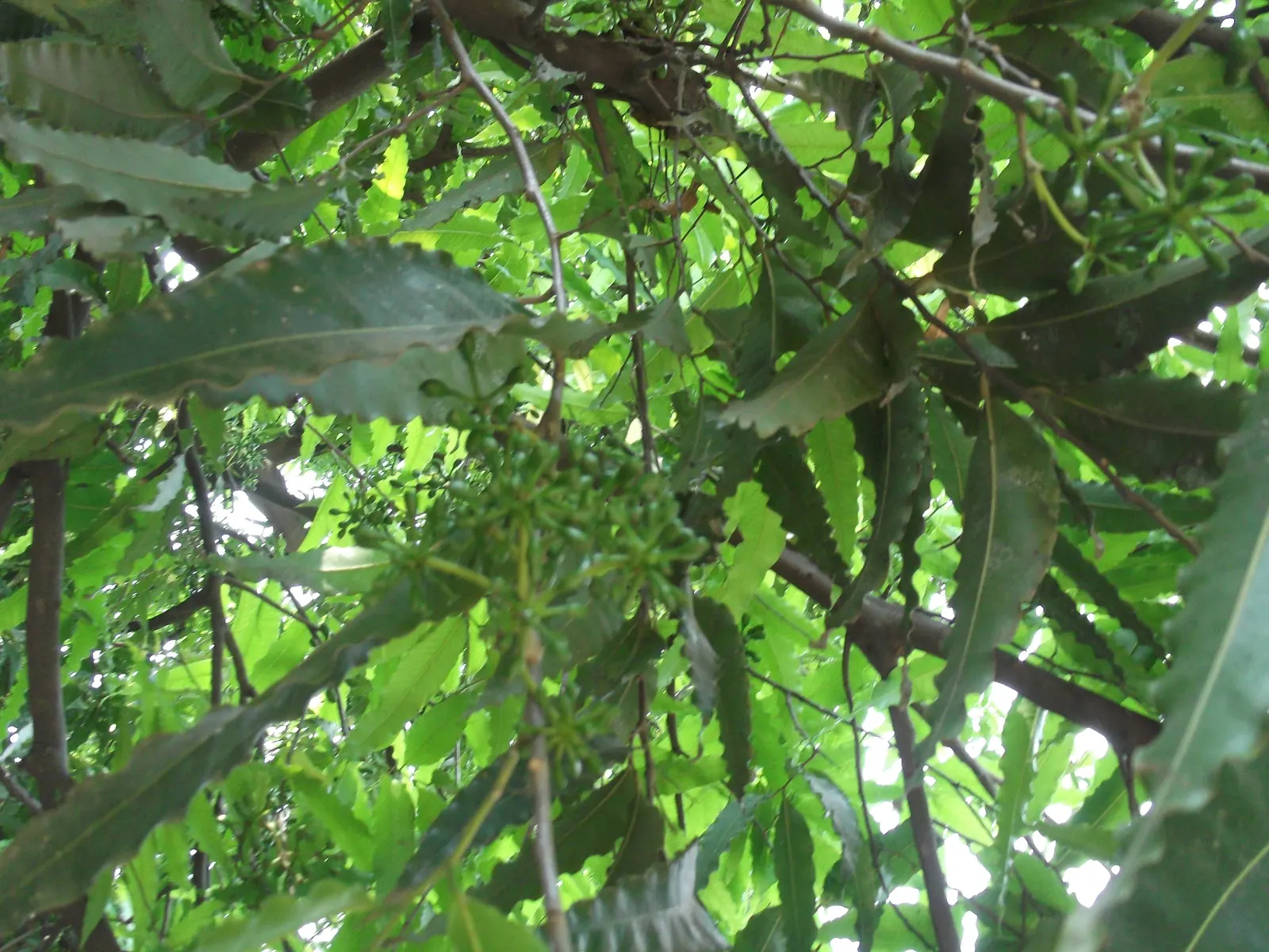 Mast Tree (Polyalthia Longifolia Pendula) — Its pendulous, wavy-edged leaves, richly green, create a dense, feathery appearance; tree for full, image 54