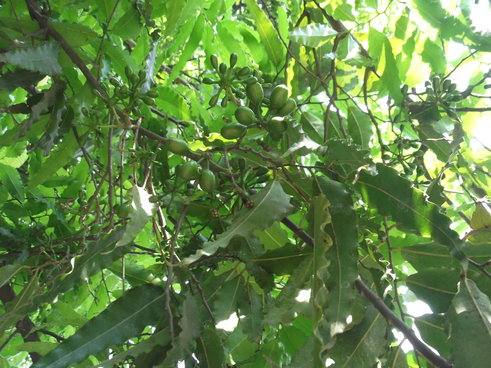 Mast Tree (Polyalthia Longifolia Pendula) — ideal for framing gardens or as a focal point; importantly, these leaves emit minimal litter, making it, image 60