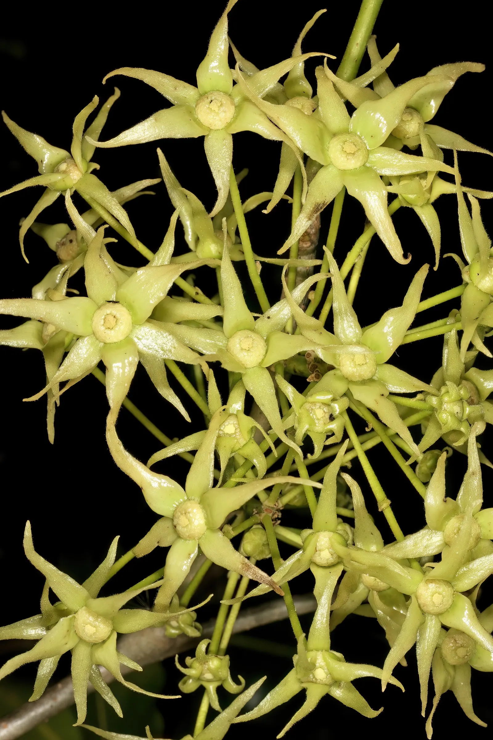 Mast Tree (Polyalthia Longifolia Pendula) — dancing delicately with the wind