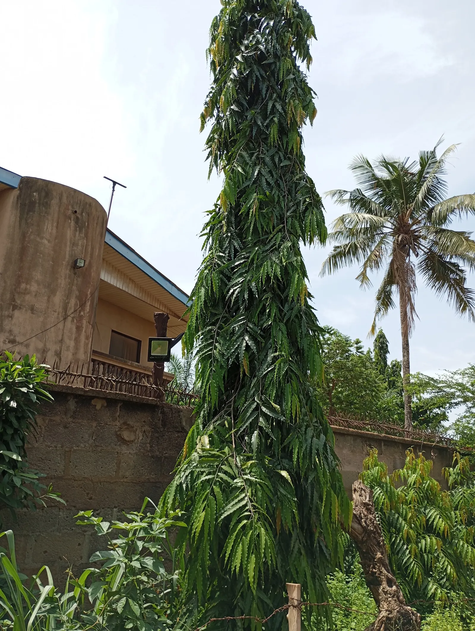 Mast Tree (Polyalthia Longifolia Pendula) — ensure the site offers well-drained soil and full to partial sun exposure; thrives in USDA zones 10-11, relishes