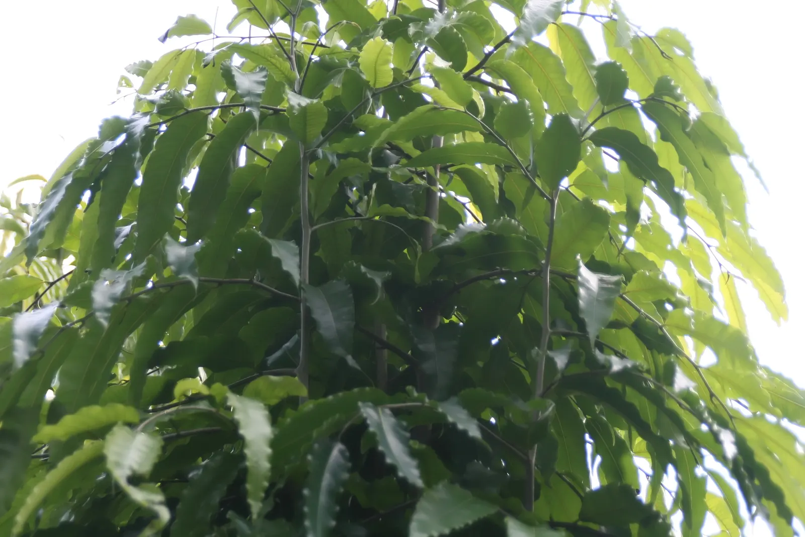 Mast Tree (Polyalthia Longifolia Pendula) — weeping foliage and its architectural elegance; ideal for framing gardens or as a focal point, image 59
