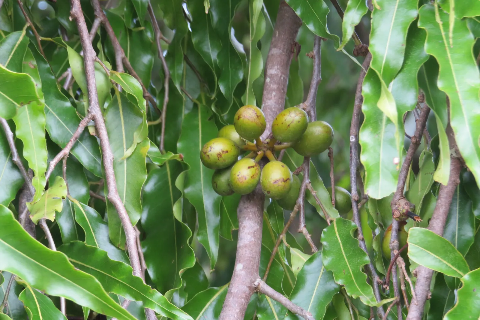 Mast Tree (Polyalthia Longifolia Pendula) — renowned for its graceful; it grows to about 30-40 feet tall with a slim, columnar form about 4-5 feet wide