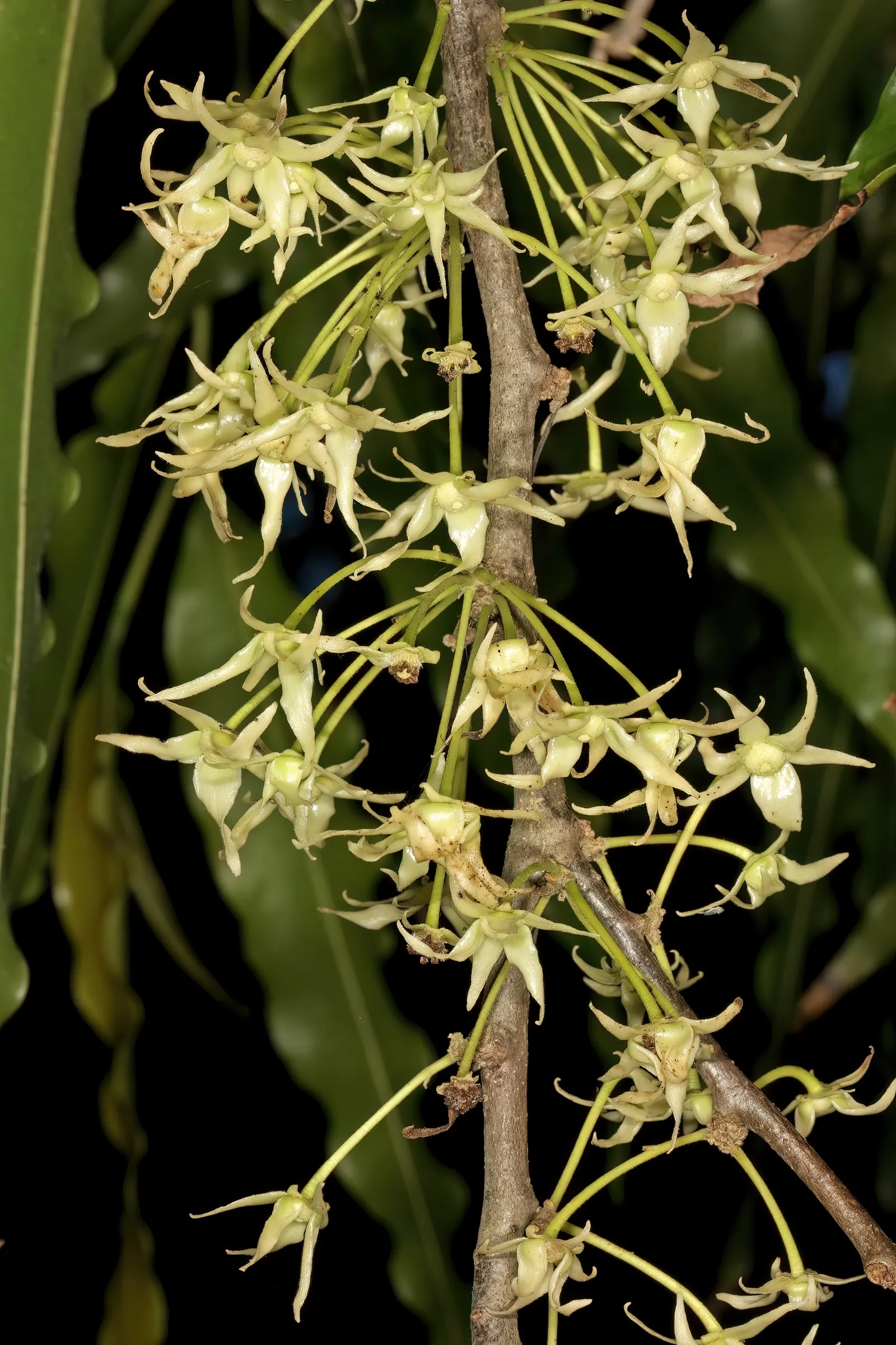 Mast Tree (Polyalthia Longifolia Pendula) — and hang in a pendulous fashion; perfect for vertical emphasis in a landscape