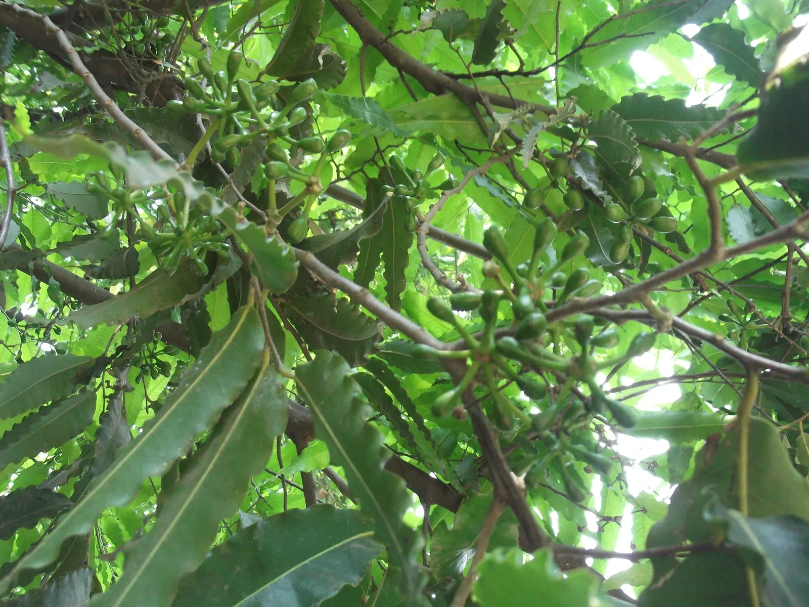 Mast Tree (Polyalthia Longifolia Pendula) — It grows to about 30-40 feet tall with a slim, columnar form about 4-5 feet wide; the inconspicuous pale green