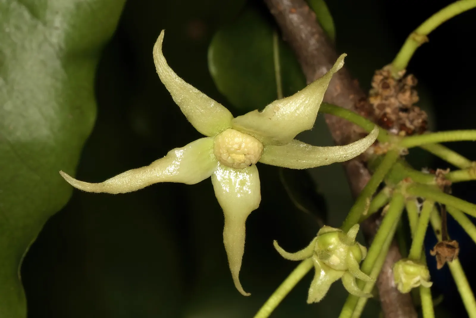 Mast Tree (Polyalthia Longifolia Pendula) — Ideal for screening and ornamental use; achieving lengths of about 6 to 12 inches, image 56
