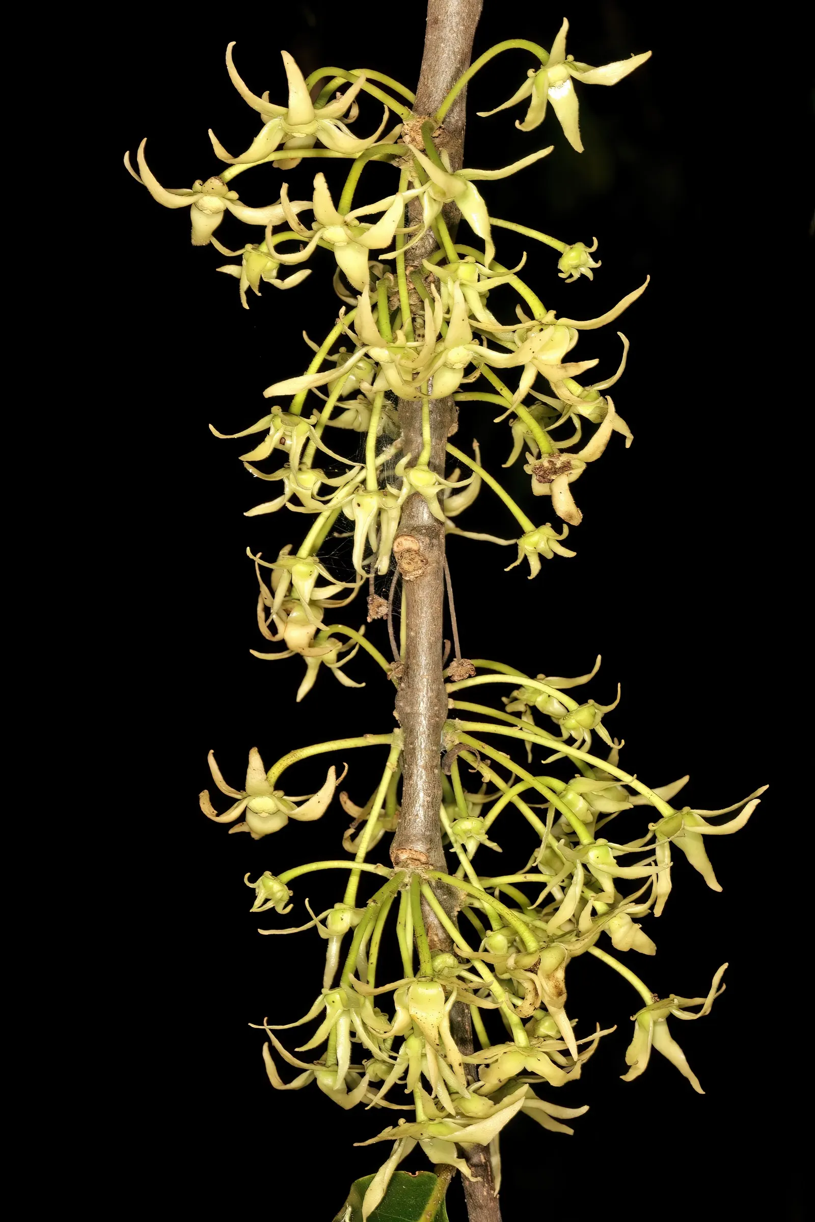 Mast Tree (Polyalthia Longifolia Pendula) — or in narrow garden beds where vertical structure is desired; and hang in a pendulous fashion, image 74
