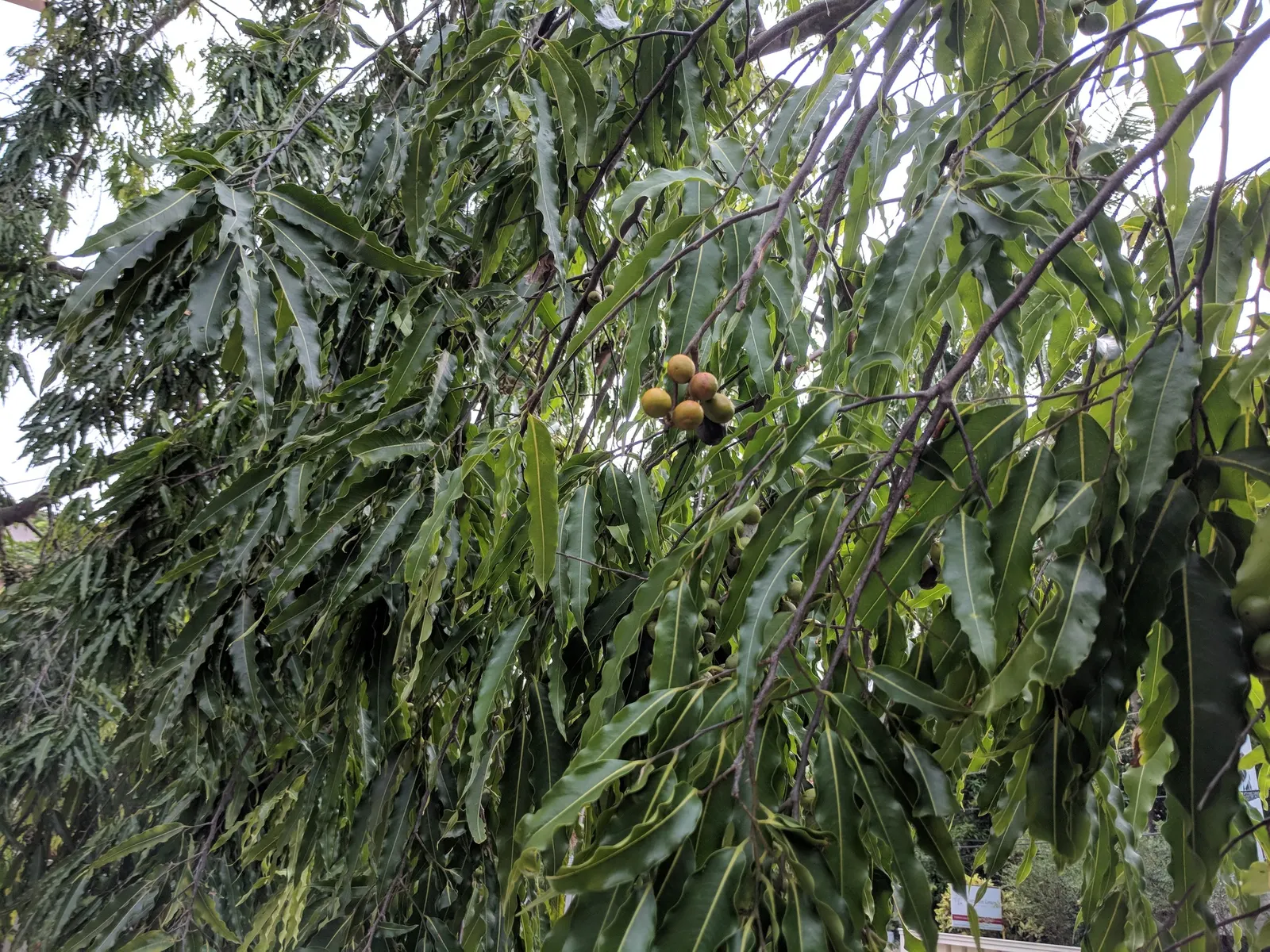 Mast Tree (Polyalthia Longifolia Pendula) — glossy leaves are lance-shaped, image 88