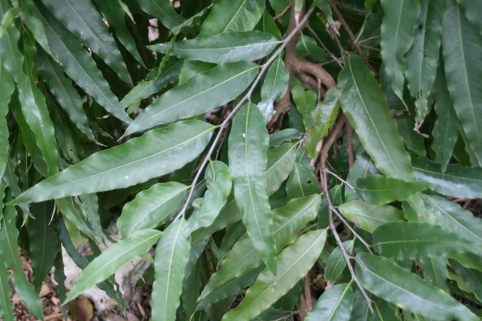 Mast Tree (Polyalthia Longifolia Pendula) — This species is notably drought-tolerant once established; truly embodying an upright form akin to a ship's