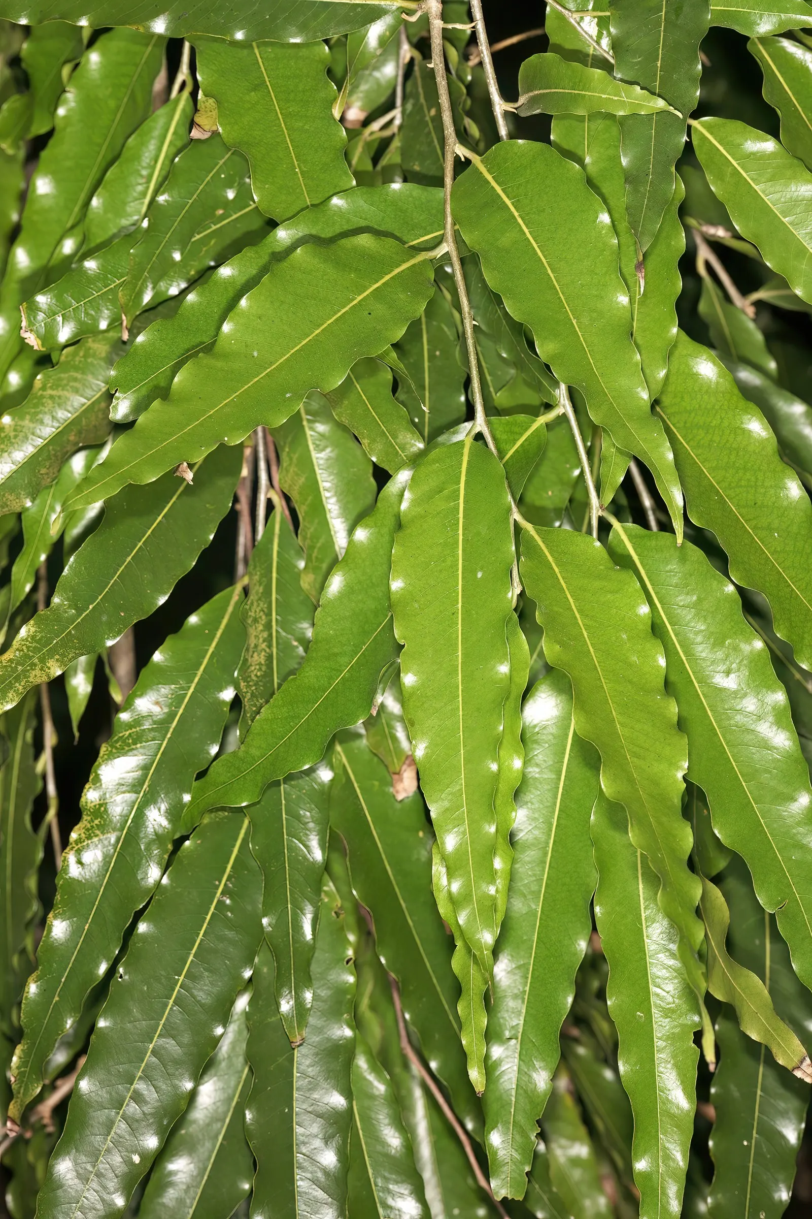 Mast Tree (Polyalthia Longifolia Pendula) — perfect for vertical emphasis in a landscape