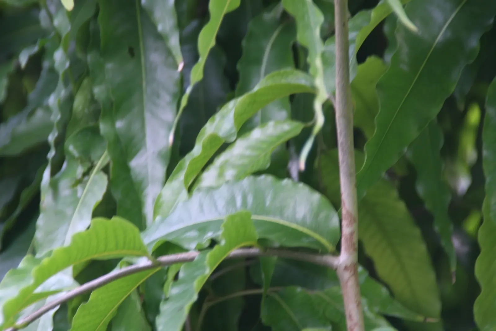 Mast Tree (Polyalthia Longifolia Pendula) — scientifically known as Polyalthia longifolia 'Pendula'; making it appropriate for arid climates or, image 82