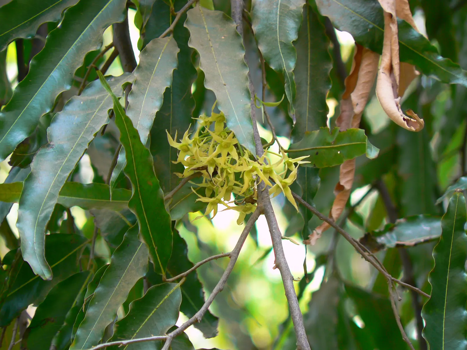 Mast Tree (Polyalthia Longifolia Pendula) — ideal for framing gardens or as a focal point; importantly, these leaves emit minimal litter, making it, image 85