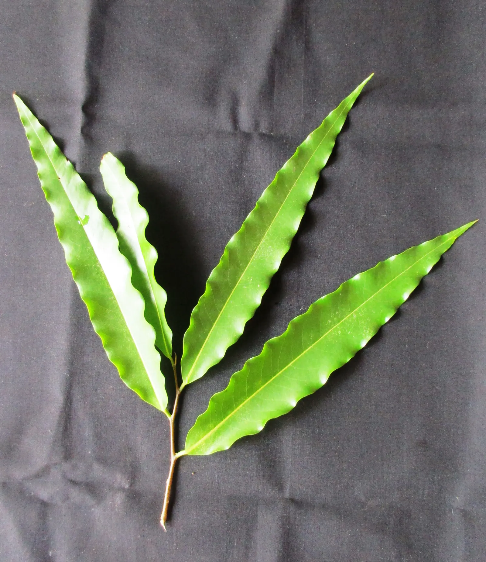 Mast Tree (Polyalthia Longifolia Pendula) — achieving lengths of about 6 to 12 inches