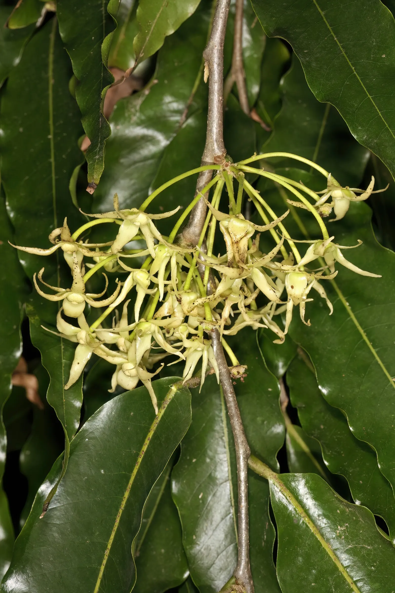 Mast Tree (Polyalthia Longifolia Pendula) — The inconspicuous pale green flowers may not be flashy; its non-invasive roots and minimal maintenance, image 68