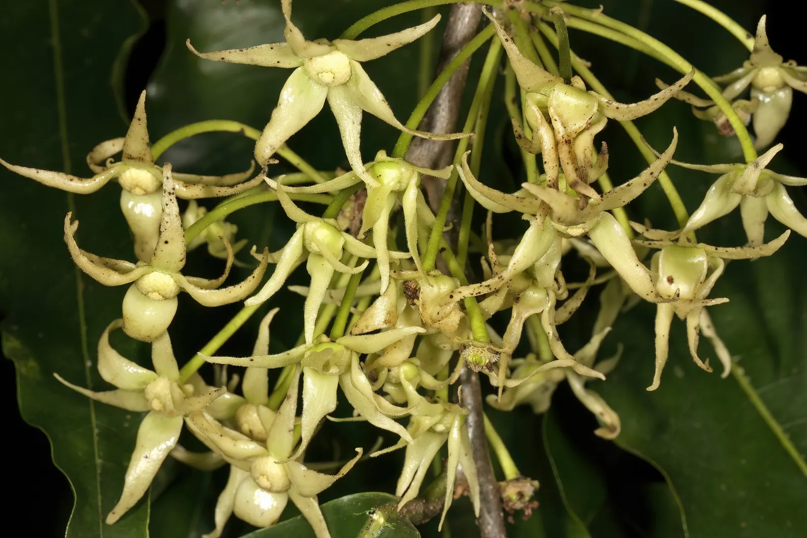 Mast Tree (Polyalthia Longifolia Pendula) — achieving lengths of about 6 to 12 inches; this species is notably drought-tolerant once established, image 64