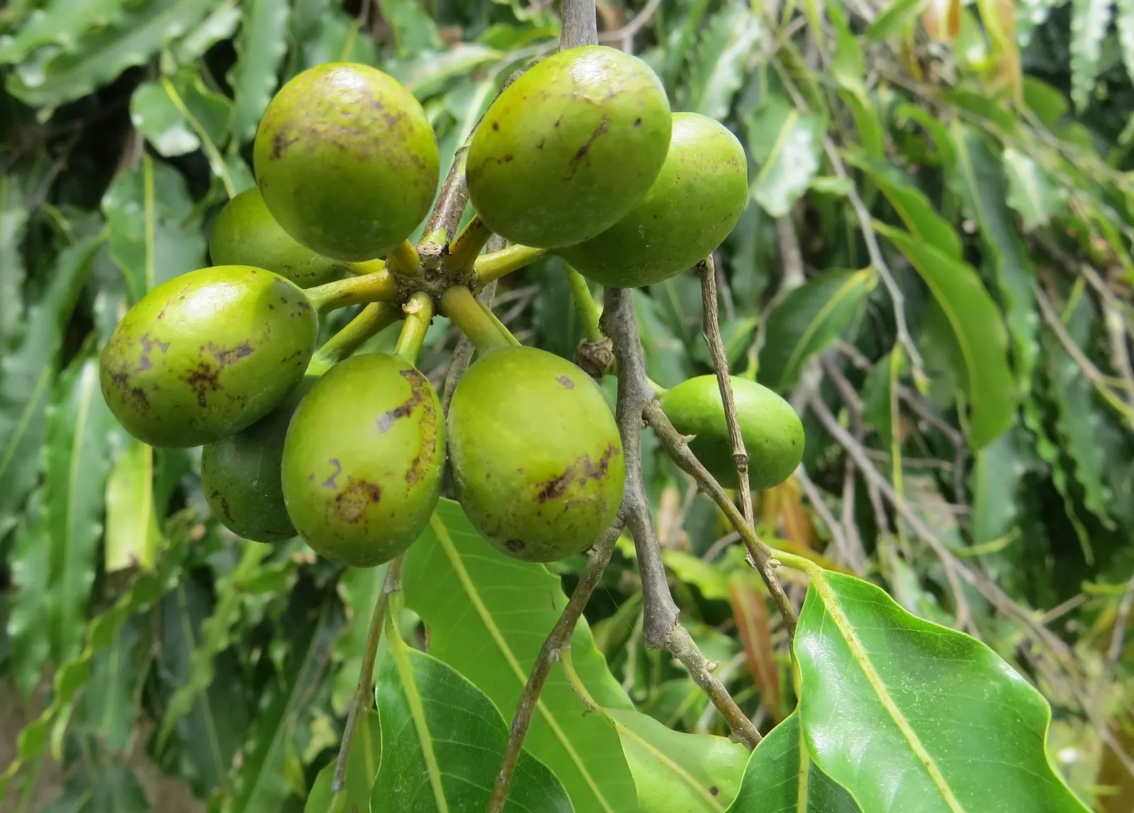 Mast Tree (Polyalthia Longifolia Pendula) — perfect for vertical emphasis in a landscape; reaches an approximate mature height of 30 to 45 feet with a narrow