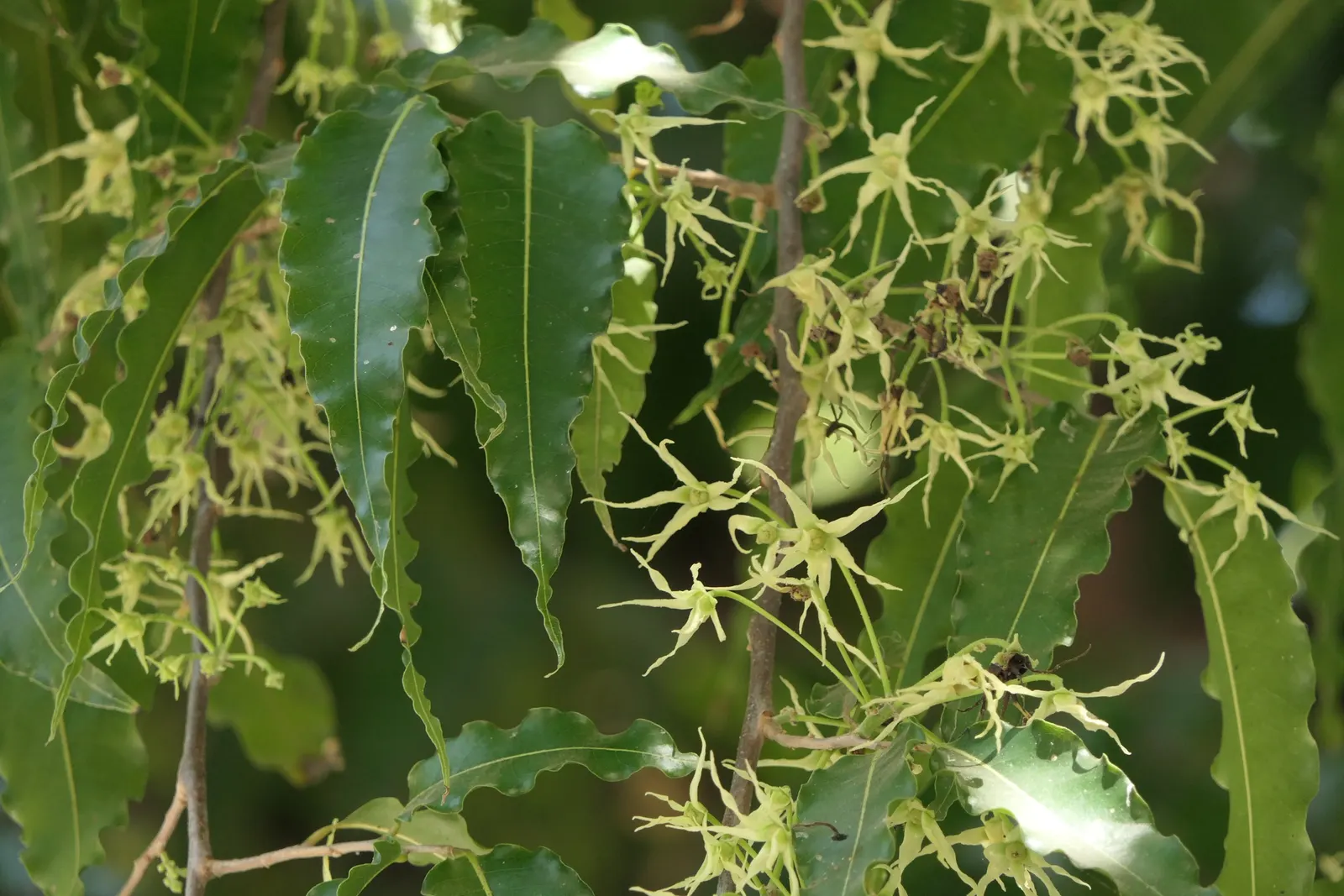 Mast Tree (Polyalthia Longifolia Pendula) — ideal for framing gardens or as a focal point; importantly, these leaves emit minimal litter, making it an