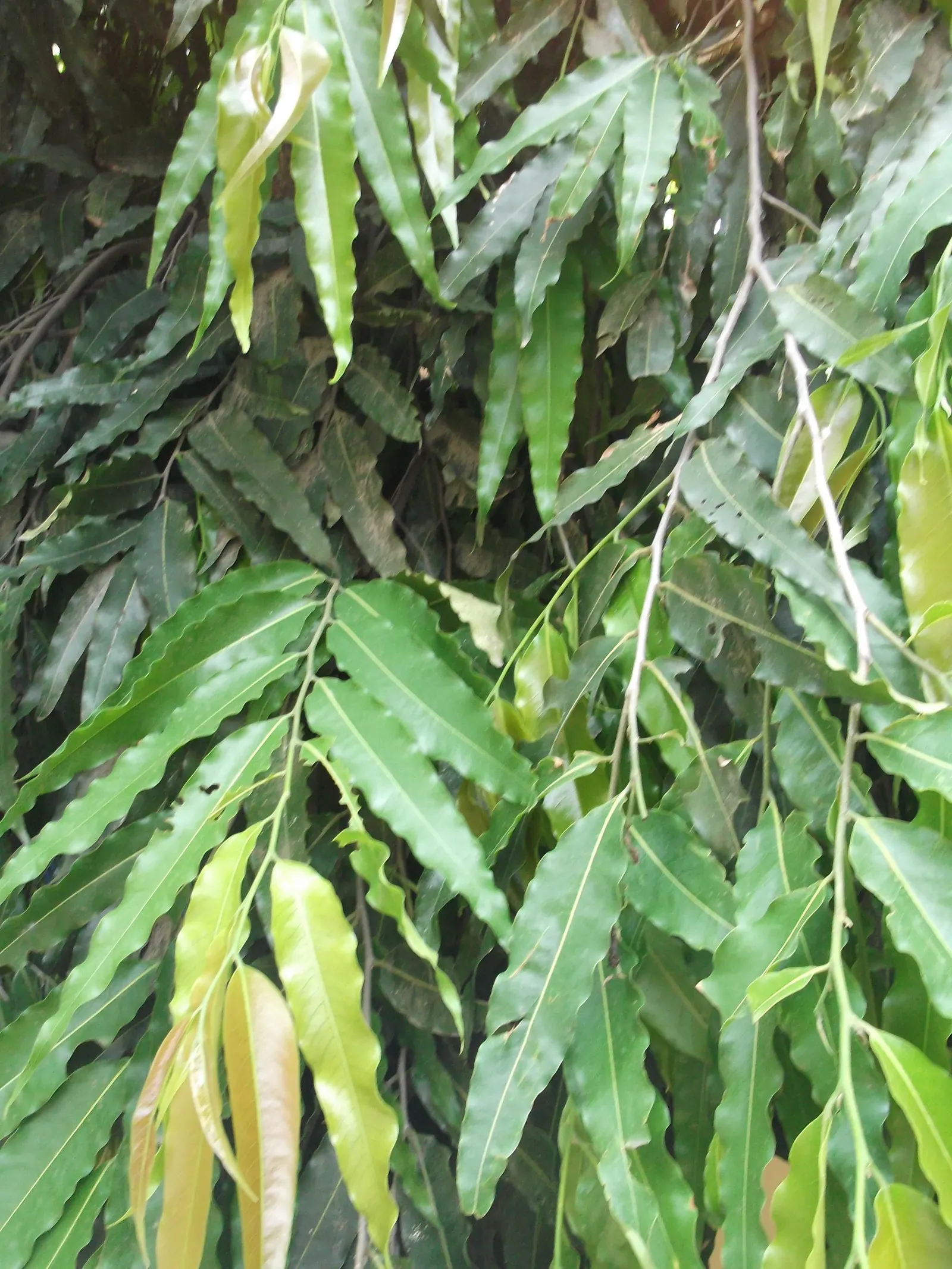 Mast Tree (Polyalthia Longifolia Pendula) — ideal for framing gardens or as a focal point
