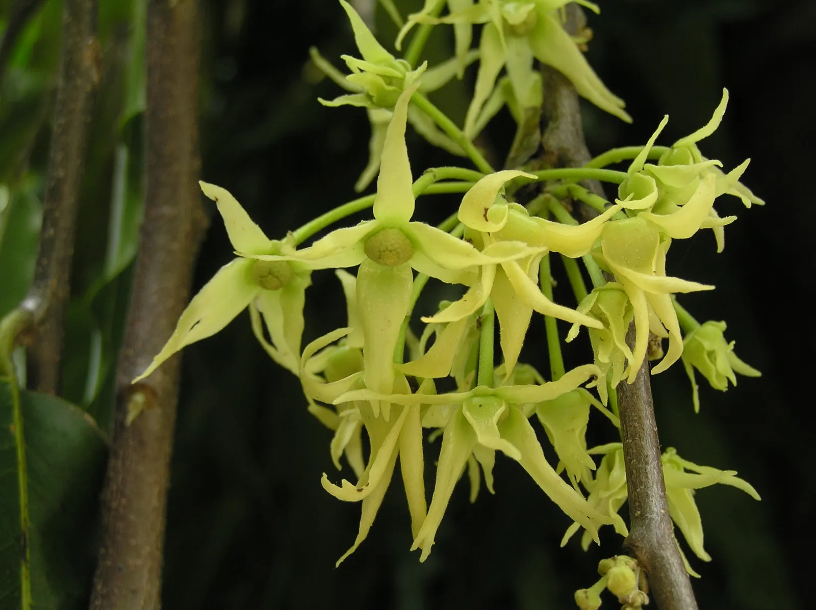 Mast Tree (Polyalthia Longifolia Pendula) — glossy leaves are lance-shaped, image 63