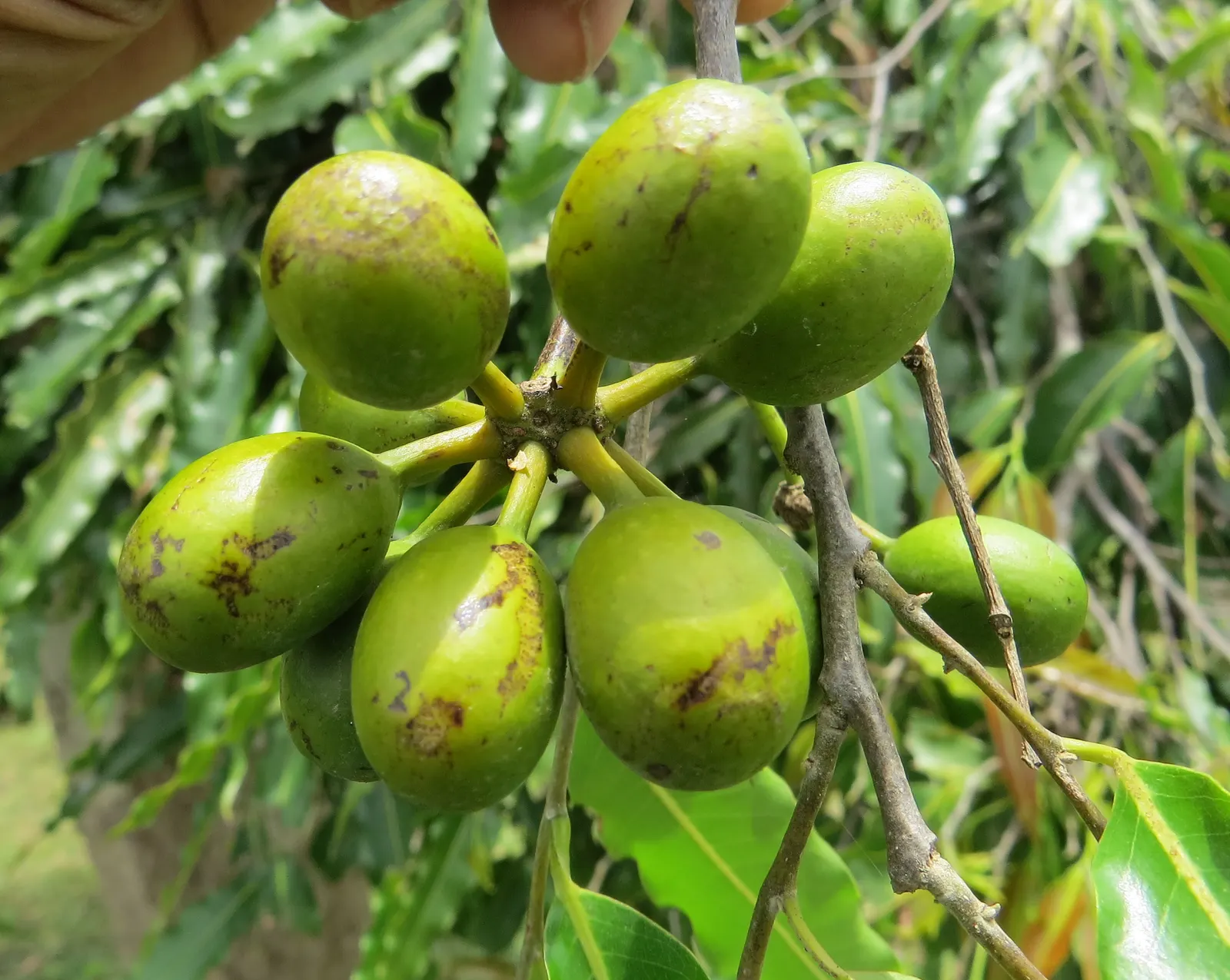 Mast Tree (Polyalthia Longifolia Pendula) — achieving lengths of about 6 to 12 inches; this species is notably drought-tolerant once established