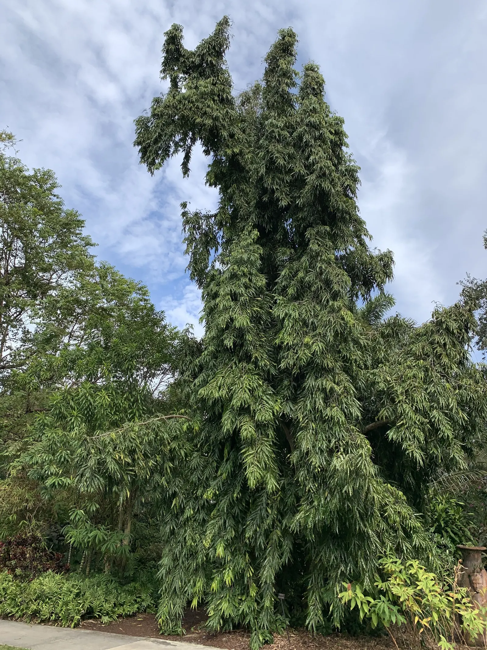 Mast Tree (Polyalthia Longifolia Pendula) — Its non-invasive roots and minimal maintenance needs make it an impeccable choice for urban settings; renowned for