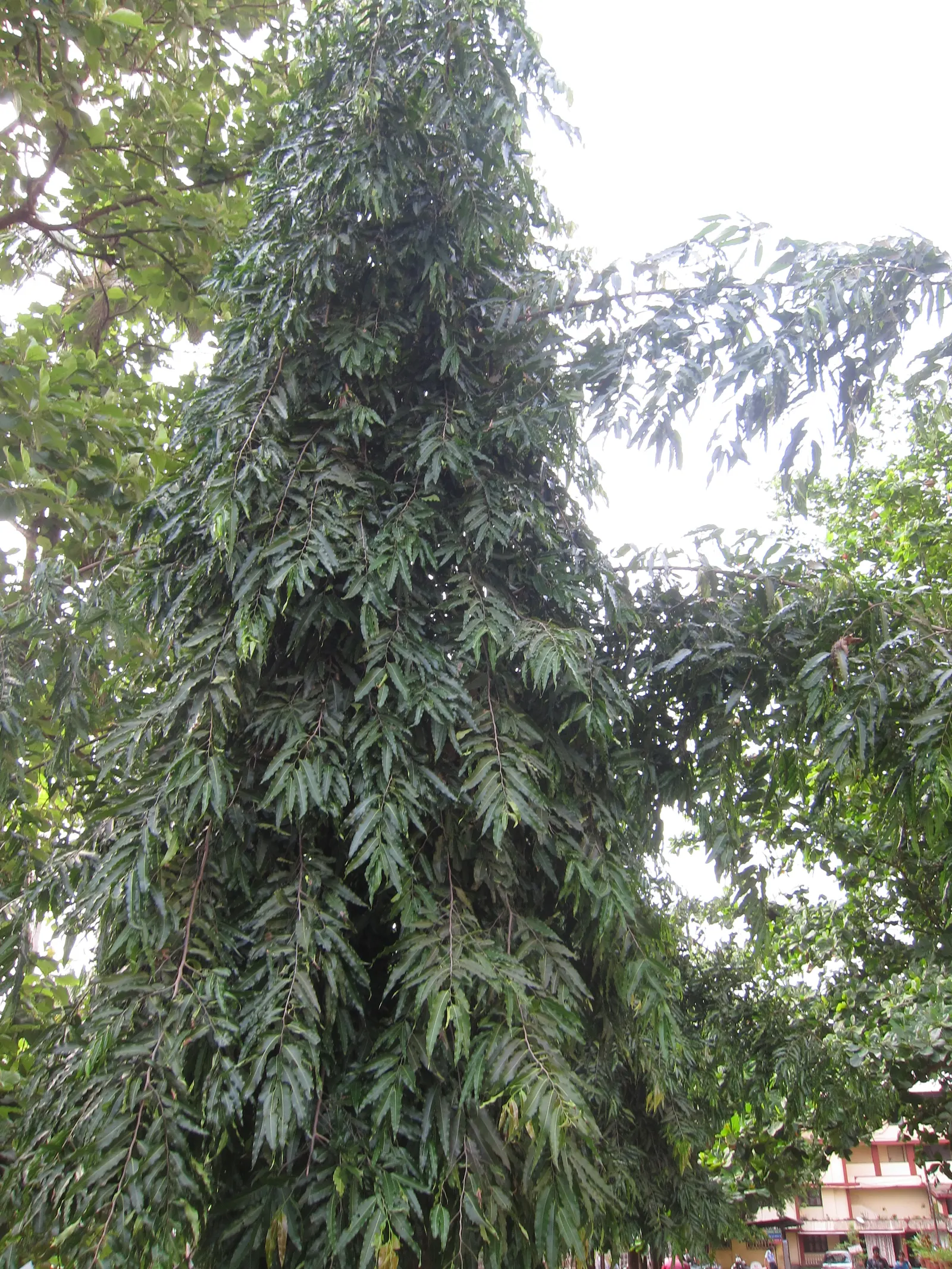 Mast Tree (Polyalthia Longifolia Pendula) — Thrives in USDA zones 10-11, relishes full sun to partial shade, and prefers well-drained soil, image 80