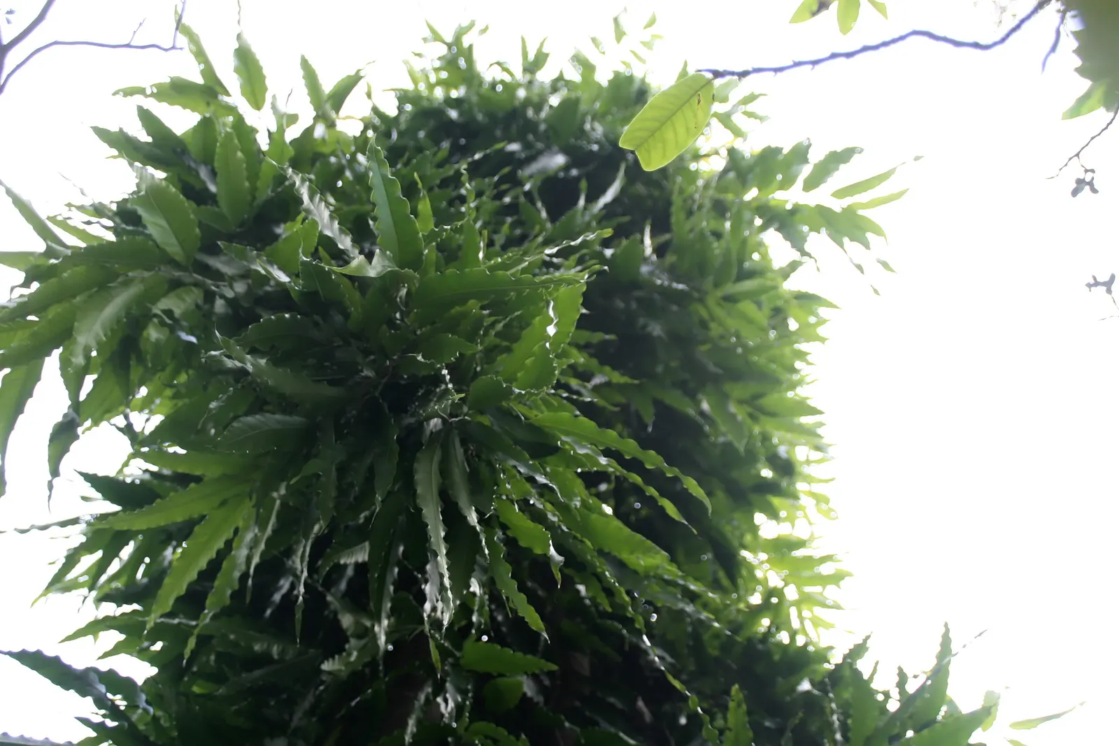 Mast Tree (Polyalthia Longifolia Pendula) — perfect for vertical emphasis in a landscape; reaches an approximate mature height of 30 to 45 feet, image 77