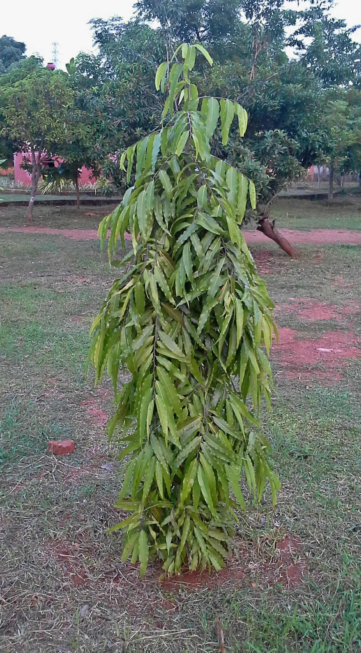 Mast Tree (Polyalthia Longifolia Pendula) — It grows to about 30-40 feet tall with a slim, columnar form about 4-5 feet wide; the inconspicuous, image 78