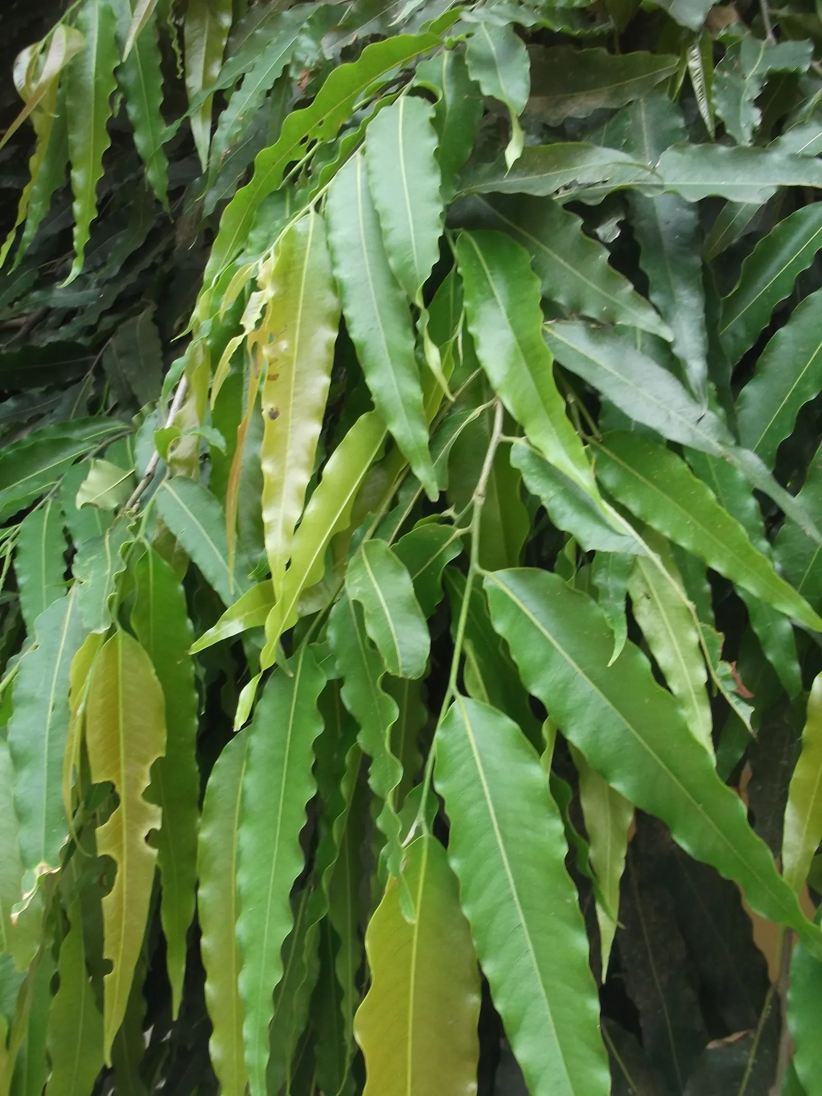 Mast Tree (Polyalthia Longifolia Pendula) — Thrives in USDA zones 10-11, relishes full sun to partial shade, and prefers well-drained soil, image 55
