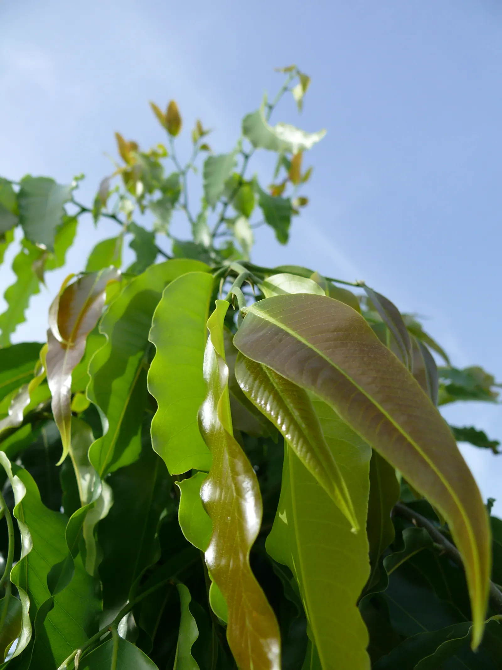 Mast Tree (Polyalthia Longifolia Pendula) — It benefits from regular watering during the first growing season to develop a deep rooted system; the, image 72