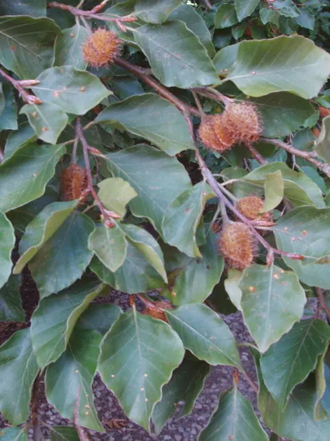 Mast Tree (Polyalthia Longifolia Pendula) — truly embodying an upright form akin to a ship's mast.<br><br>Its dark green