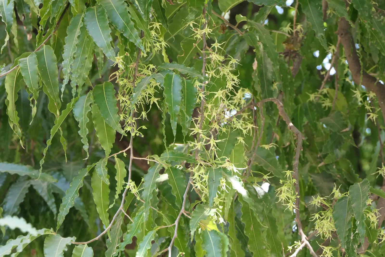 Mast Tree (Polyalthia Longifolia Pendula) — This species is notably drought-tolerant once established; truly embodying an upright form akin to a, image 70