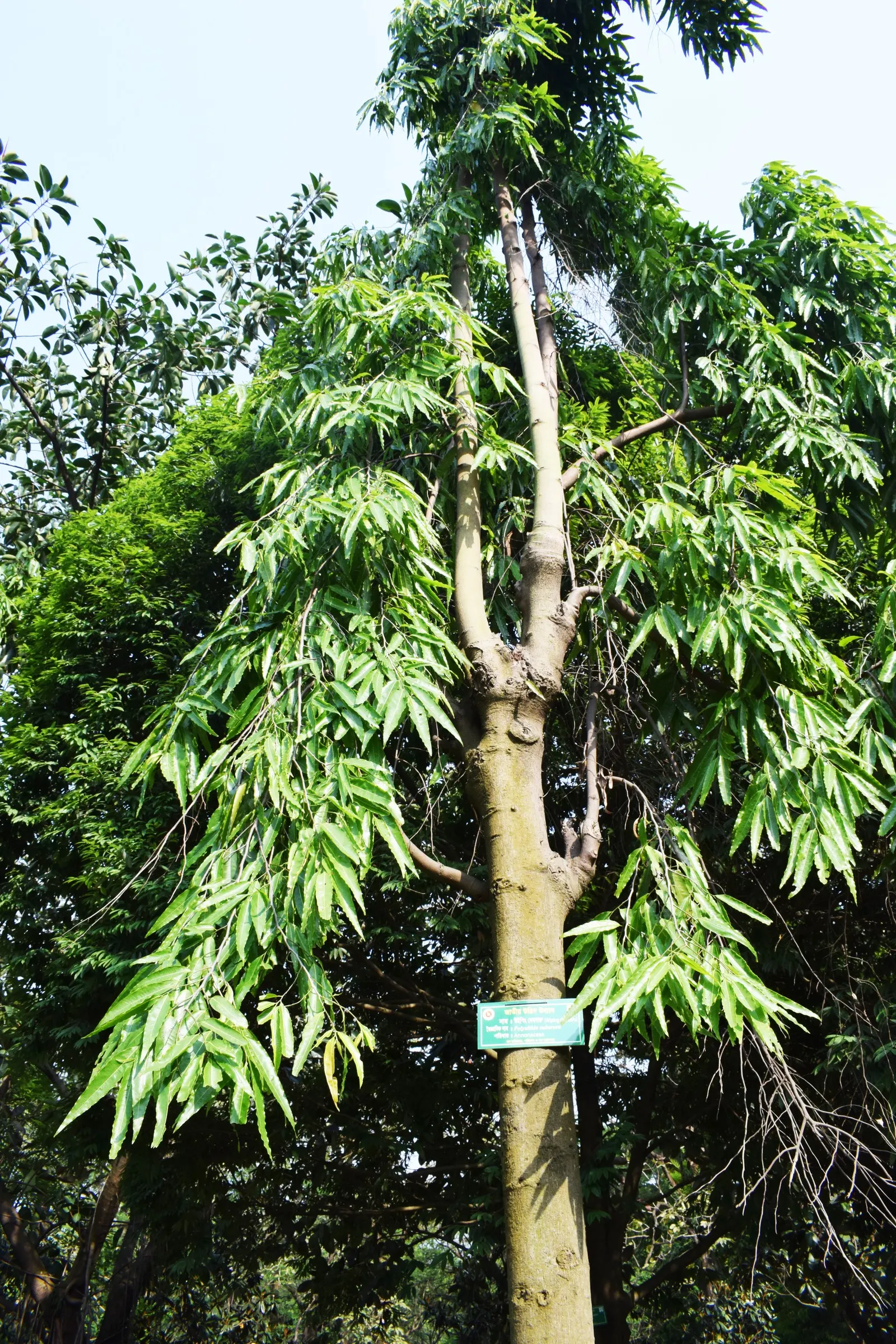 Mast Tree (Polyalthia Longifolia Pendula) — It benefits from regular watering during the first growing season to develop a deep rooted system