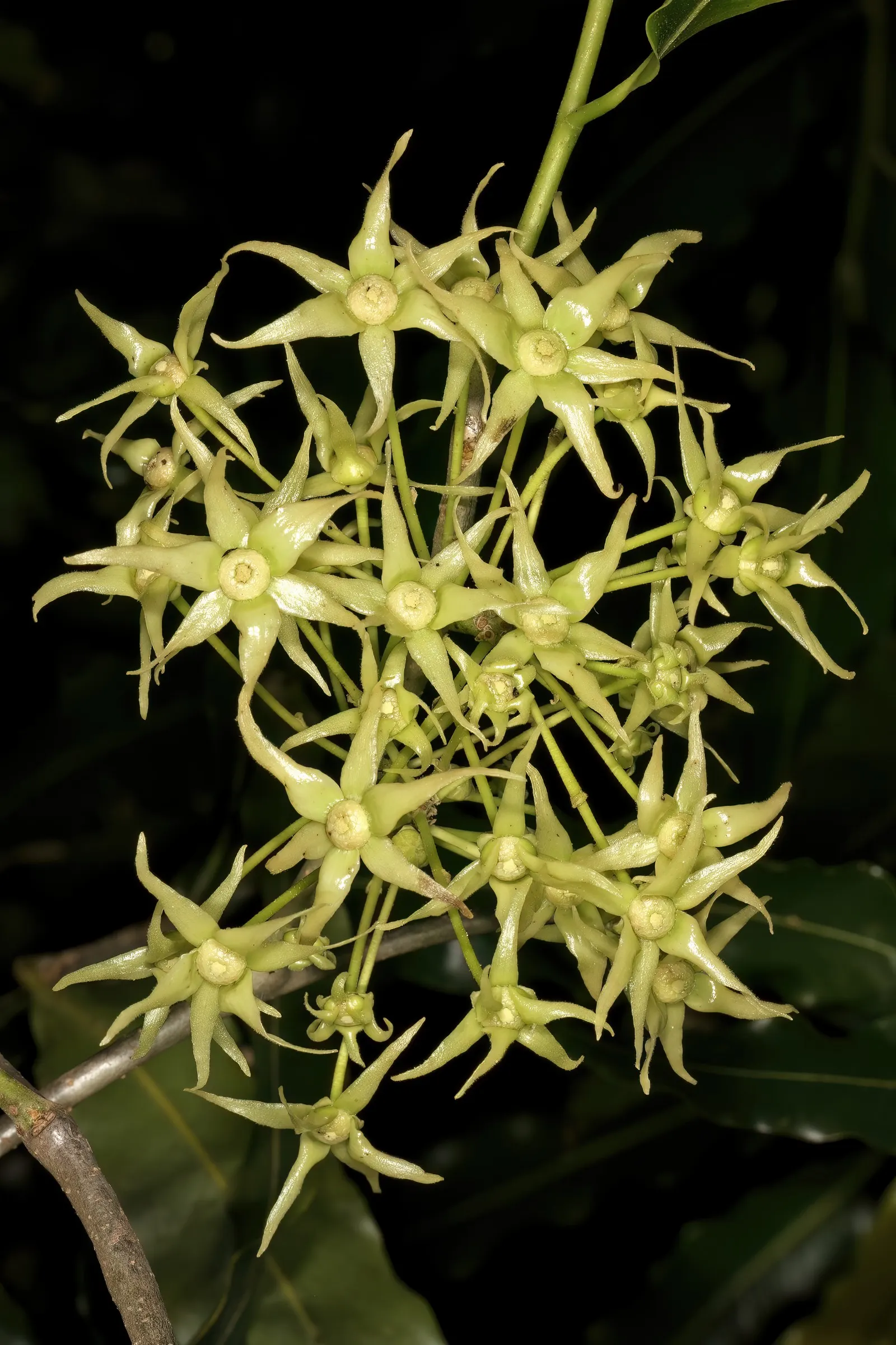 Mast Tree (Polyalthia Longifolia Pendula) — reaches an approximate mature height of 30 to 45 feet with a narrow spread of only 4 to 5 feet; or in narrow garden
