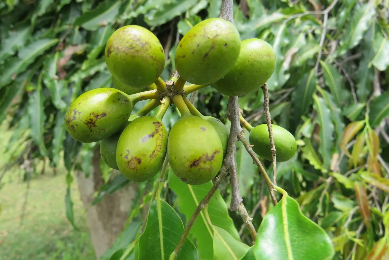 Mast Tree (Polyalthia Longifolia Pendula) — Importantly, these leaves emit minimal litter, making it an attractive option for tidy landscapes; dancing