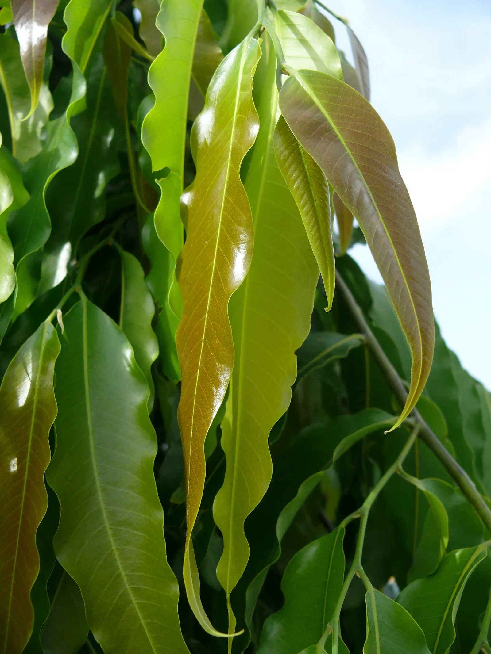 Mast Tree (Polyalthia Longifolia Pendula) — It benefits from regular watering during the first growing season to develop a deep rooted system; the Mast Tree