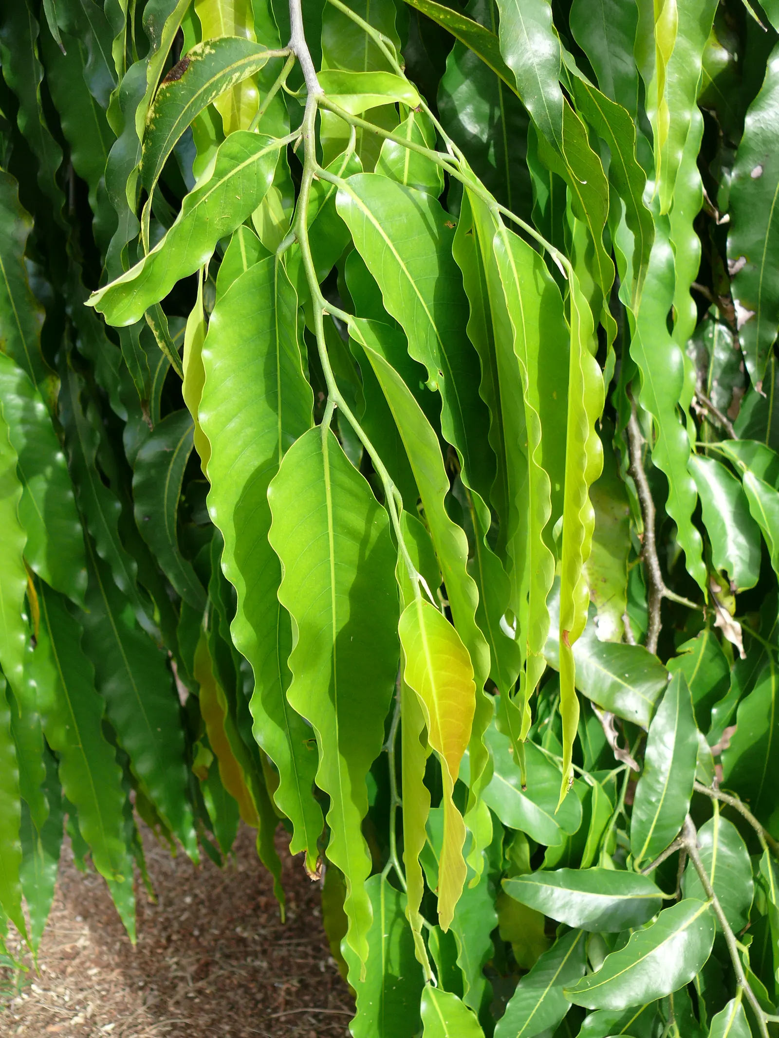 Mast Tree (Polyalthia Longifolia Pendula) — The inconspicuous pale green flowers may not be flashy; its non-invasive roots and minimal maintenance needs make