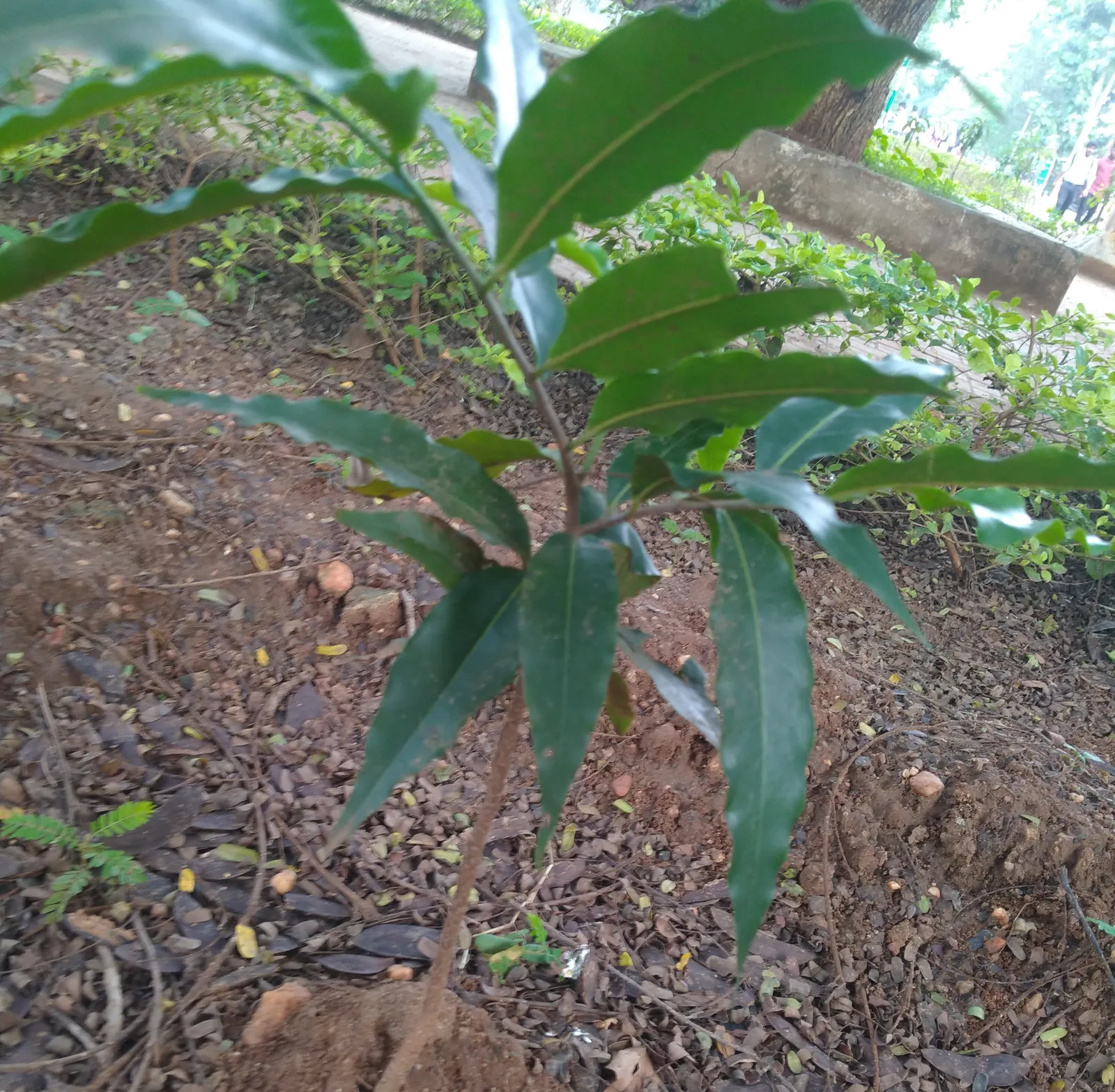 Mast Tree (Polyalthia Longifolia Pendula) — and hang in a pendulous fashion