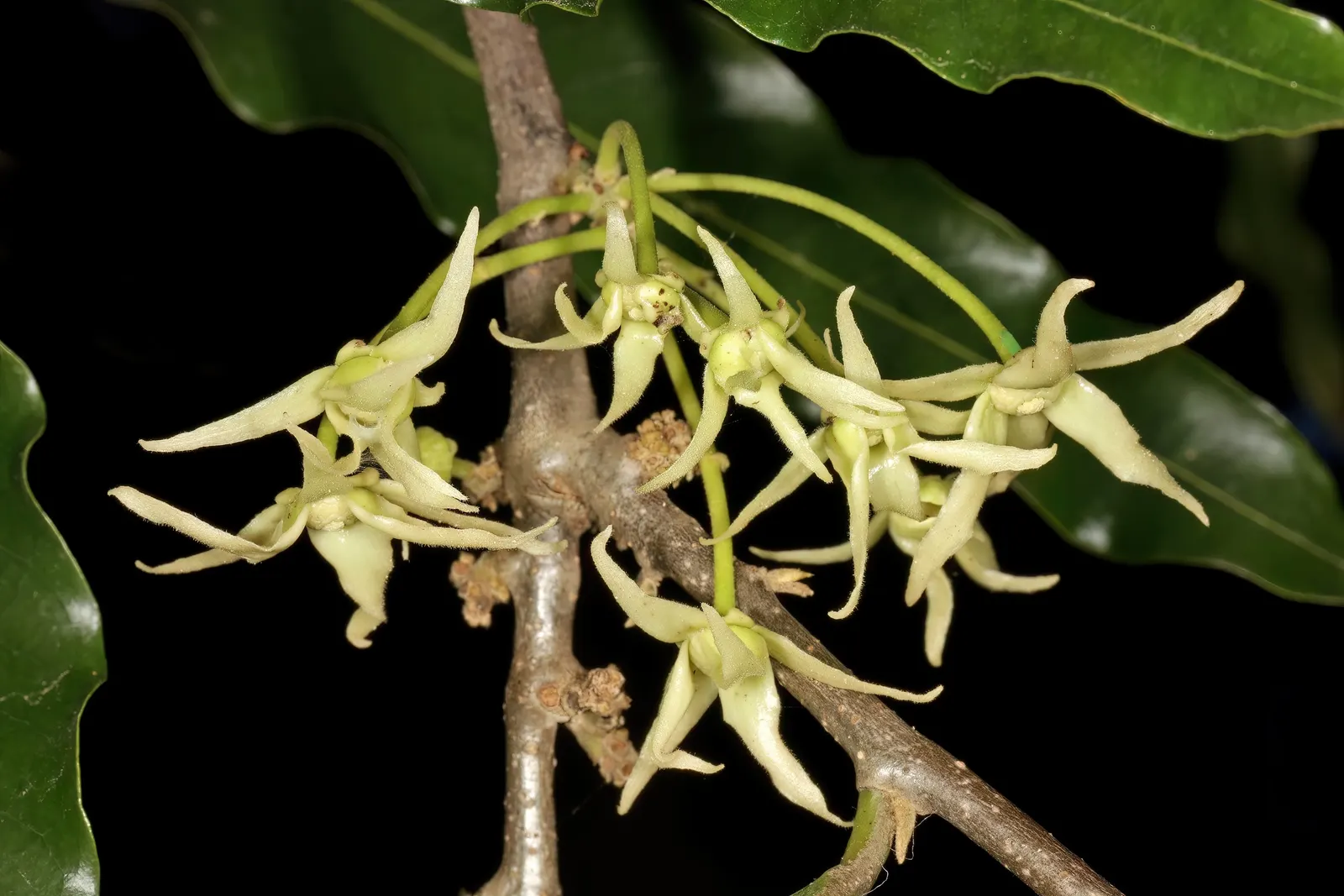 Mast Tree (Polyalthia Longifolia Pendula) — tree for full; it benefits from regular watering during the first growing season to develop a deep, image 75