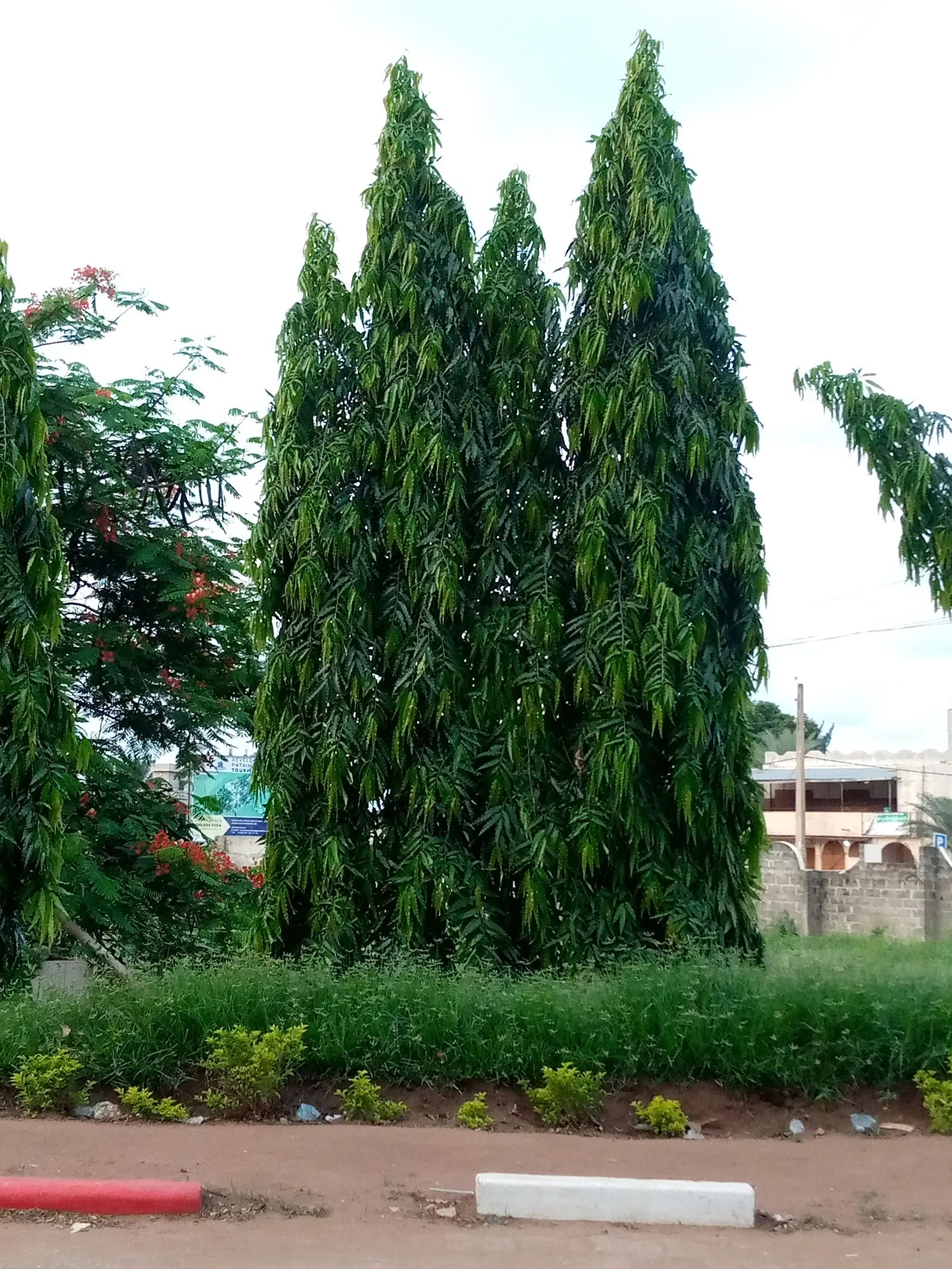 Mast Tree (Polyalthia Longifolia Pendula) — Importantly, these leaves emit minimal litter, making it an attractive option for tidy landscapes, image 67