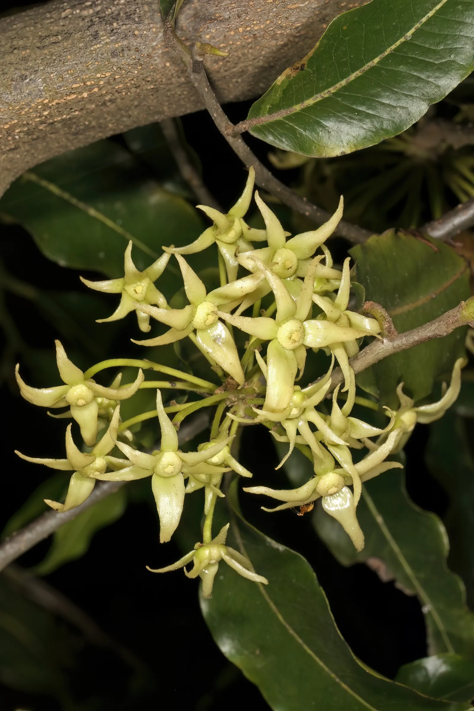 Mast Tree (Polyalthia Longifolia Pendula) — Thrives in USDA zones 10-11, relishes full sun to partial shade, and prefers well-drained soil
