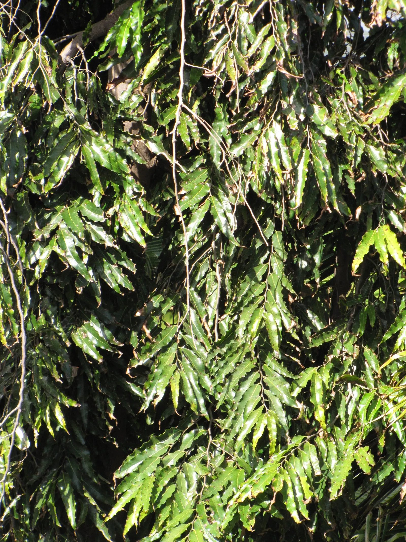 Mast Tree (Polyalthia Longifolia Pendula) — renowned for its graceful; it grows to about 30-40 feet tall with a slim, columnar form about 4-5 feet, image 83