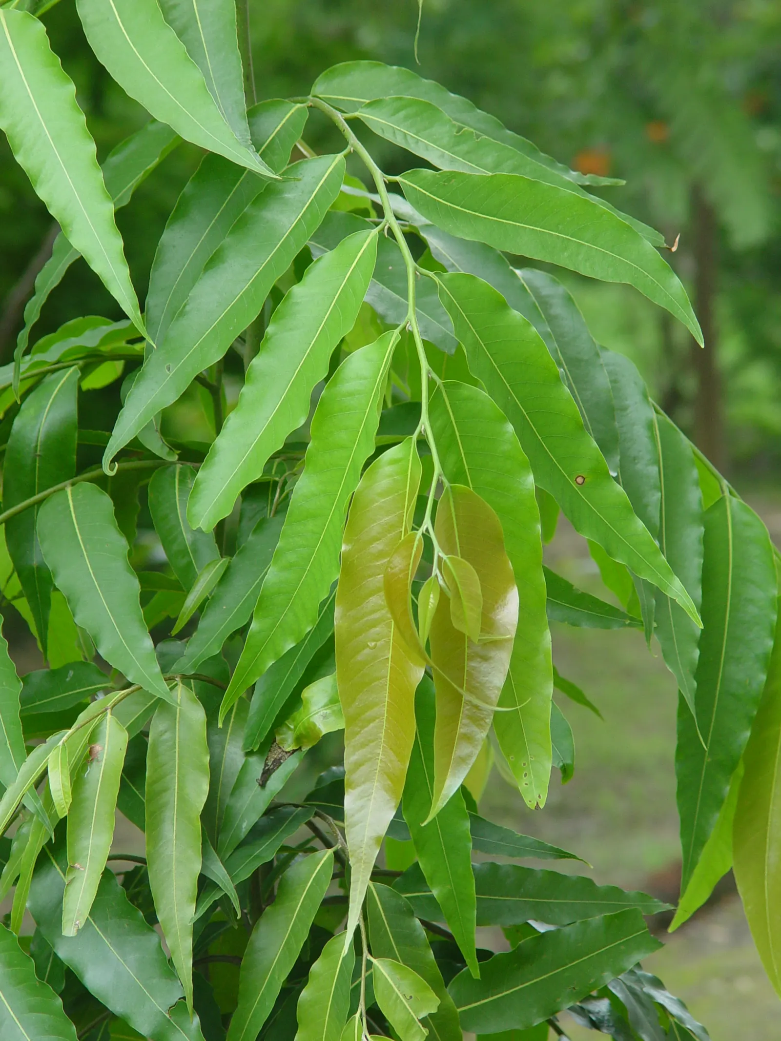 Mast Tree (Polyalthia Longifolia Pendula) — reaches an approximate mature height of 30 to 45 feet with a narrow spread of only 4 to 5 feet
