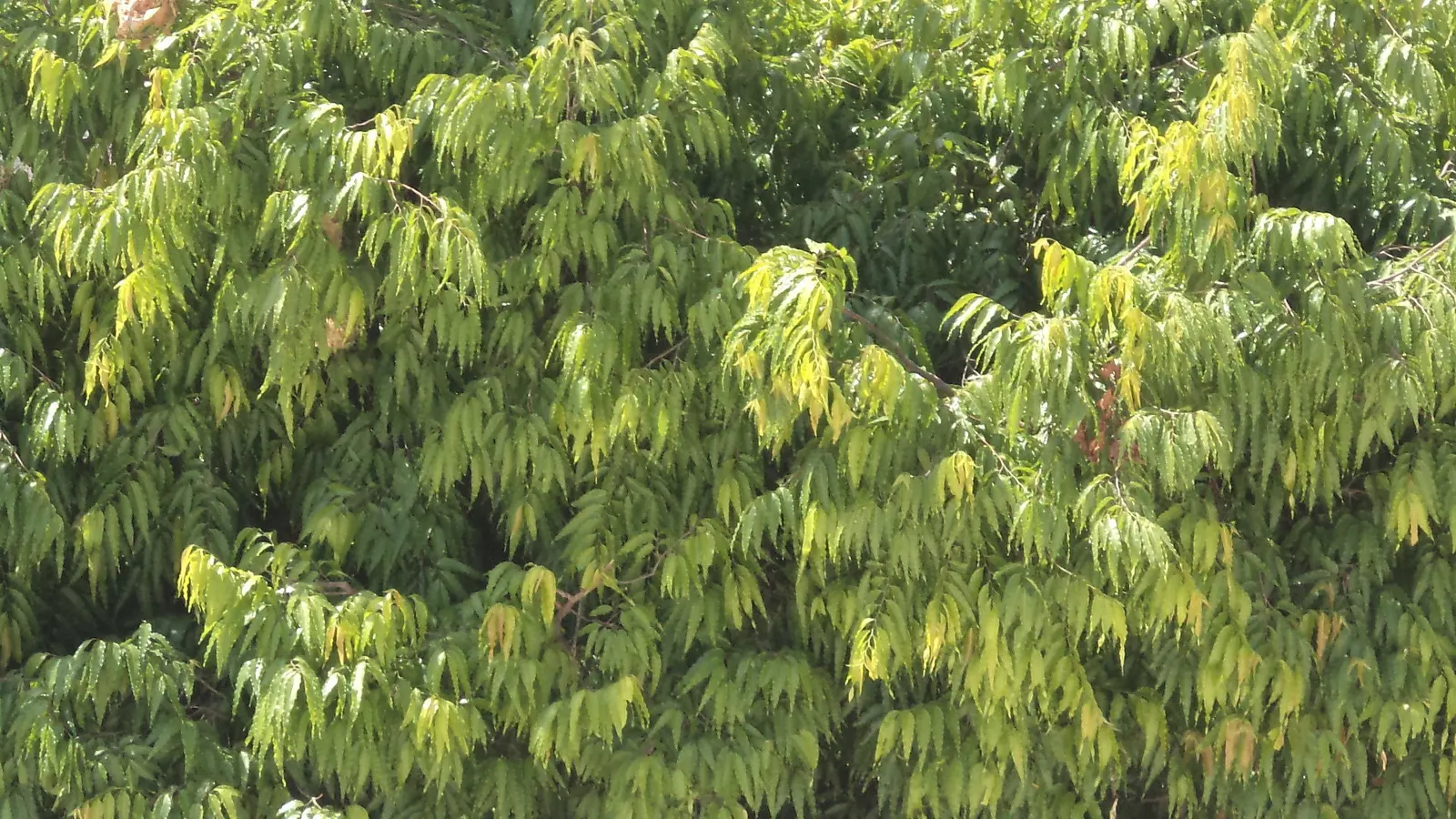 Mast Tree (Polyalthia Longifolia Pendula) — Its non-invasive roots and minimal maintenance needs make it an impeccable choice for urban settings, image 73
