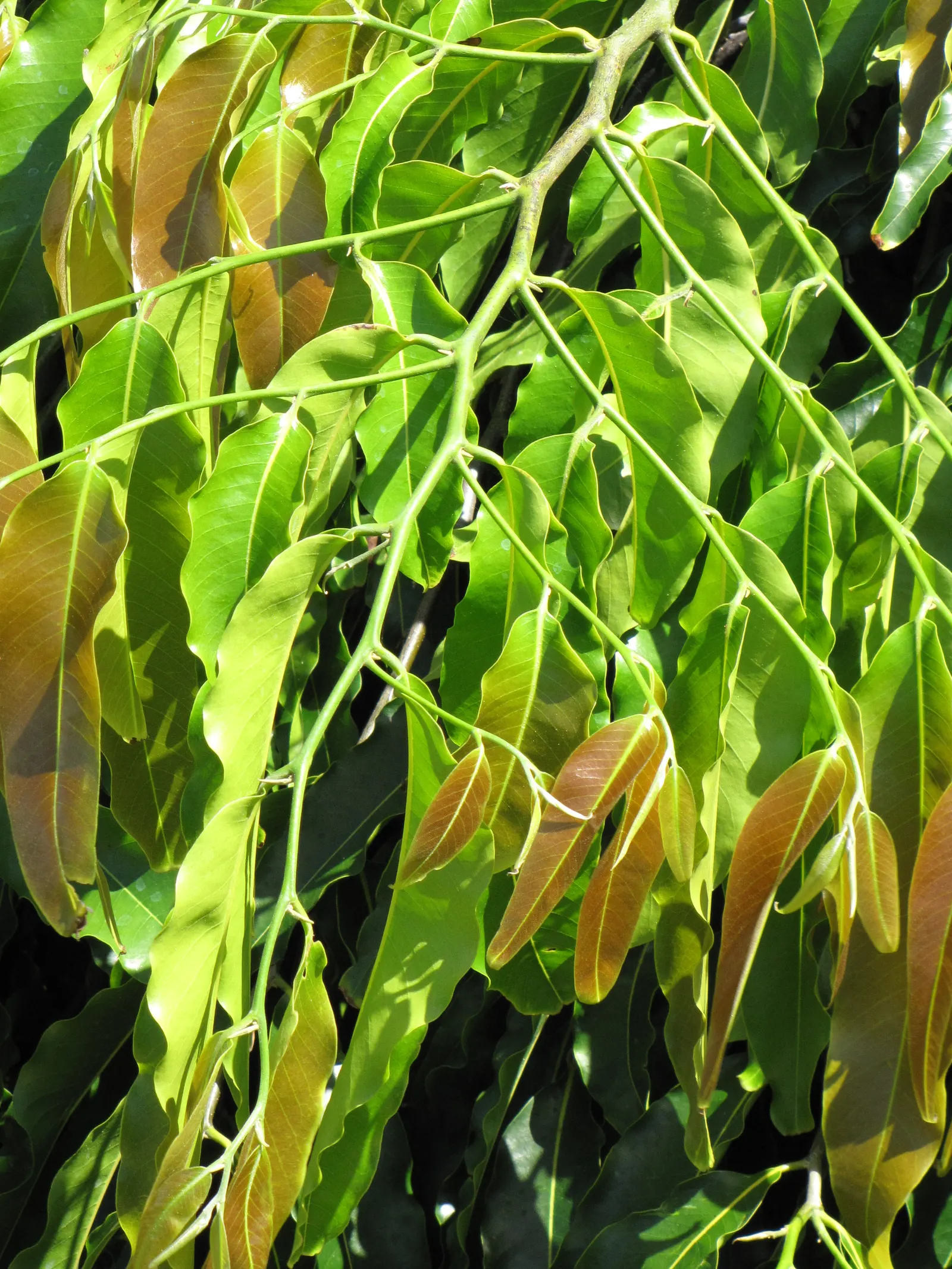 Mast Tree (Polyalthia Longifolia Pendula) — dancing delicately with the wind; weeping foliage and its architectural elegance