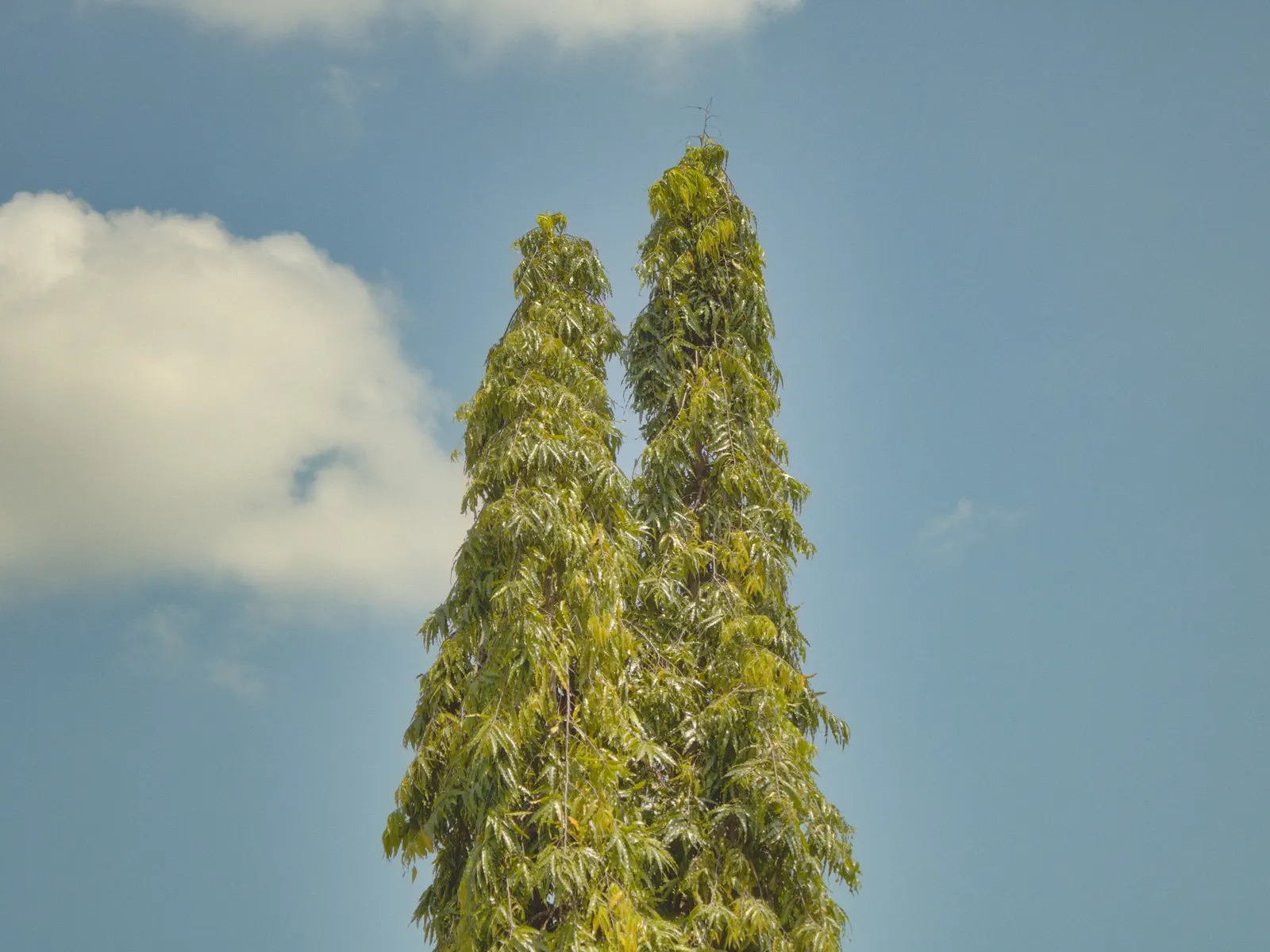 Mast Tree (Polyalthia Longifolia Pendula) — making it appropriate for arid climates or areas with water usage concerns